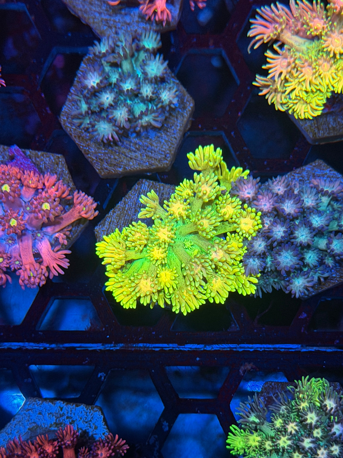 JEA SpongeBob Goniopora Coral  Bright Yellow 9/28