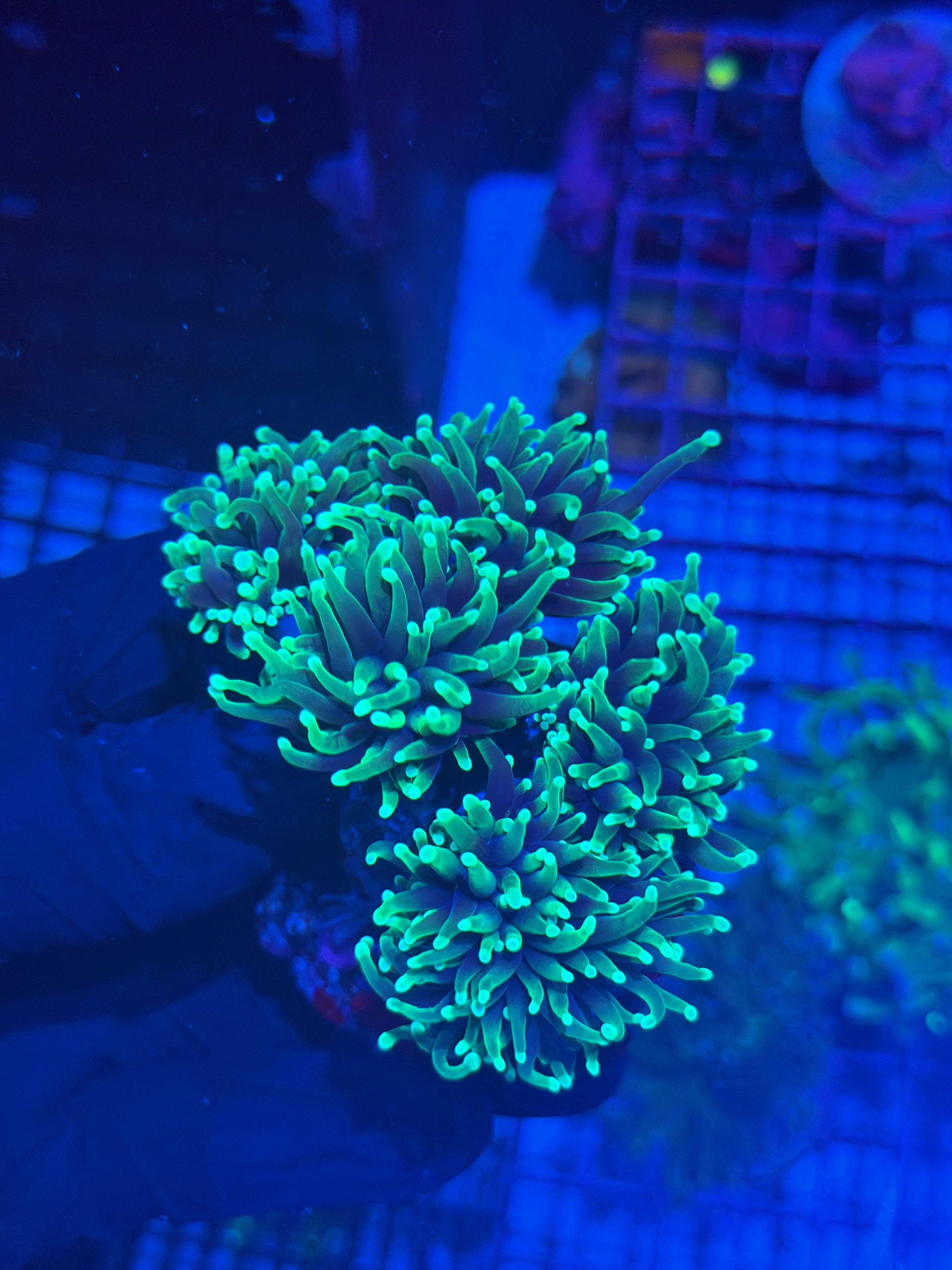 JEA Dragon Soul Torch Coral Colony 6 Heads XL 8/7