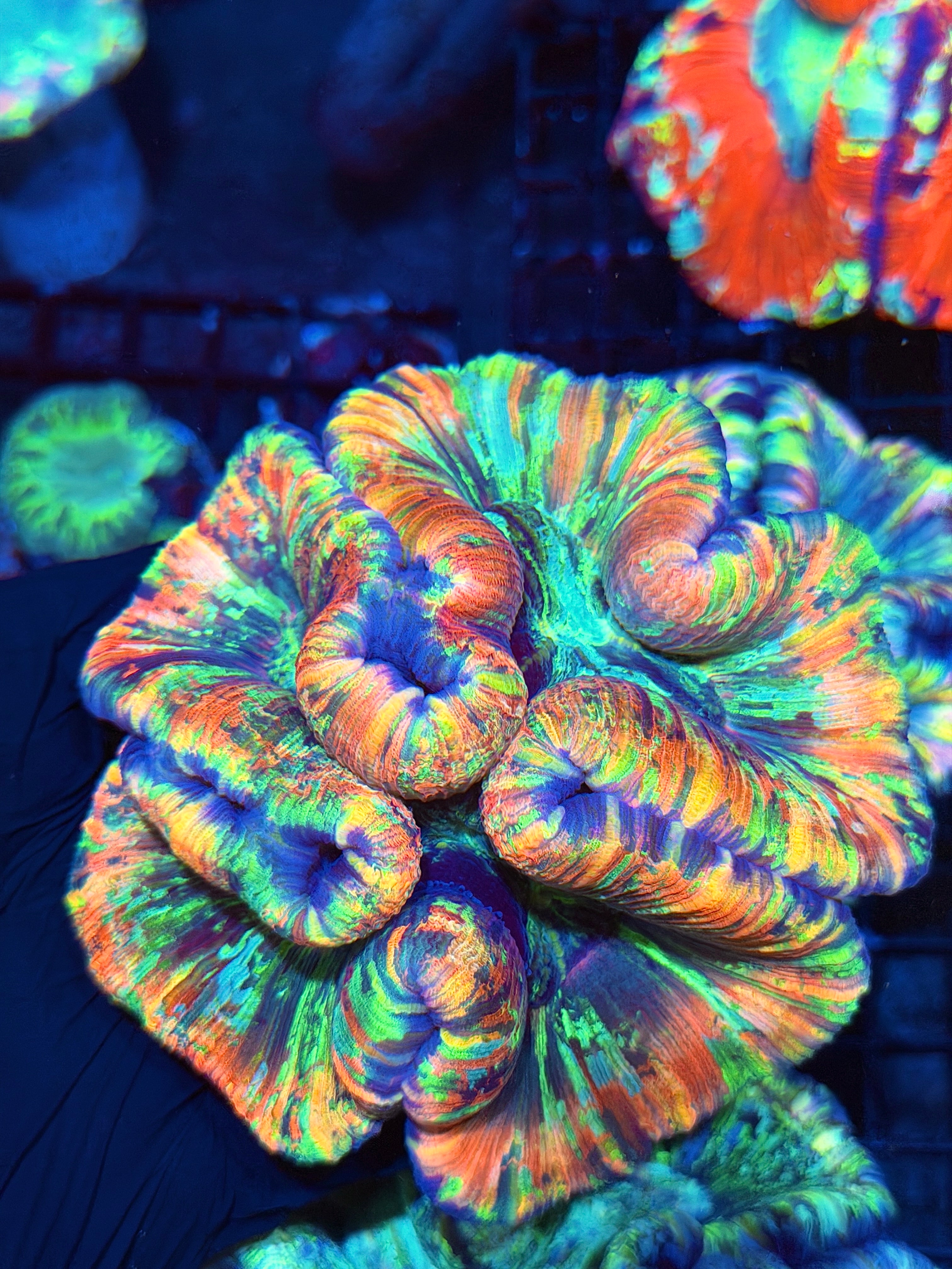 Rainbow Trachyphyllia Meat Coral XXL Show Piece