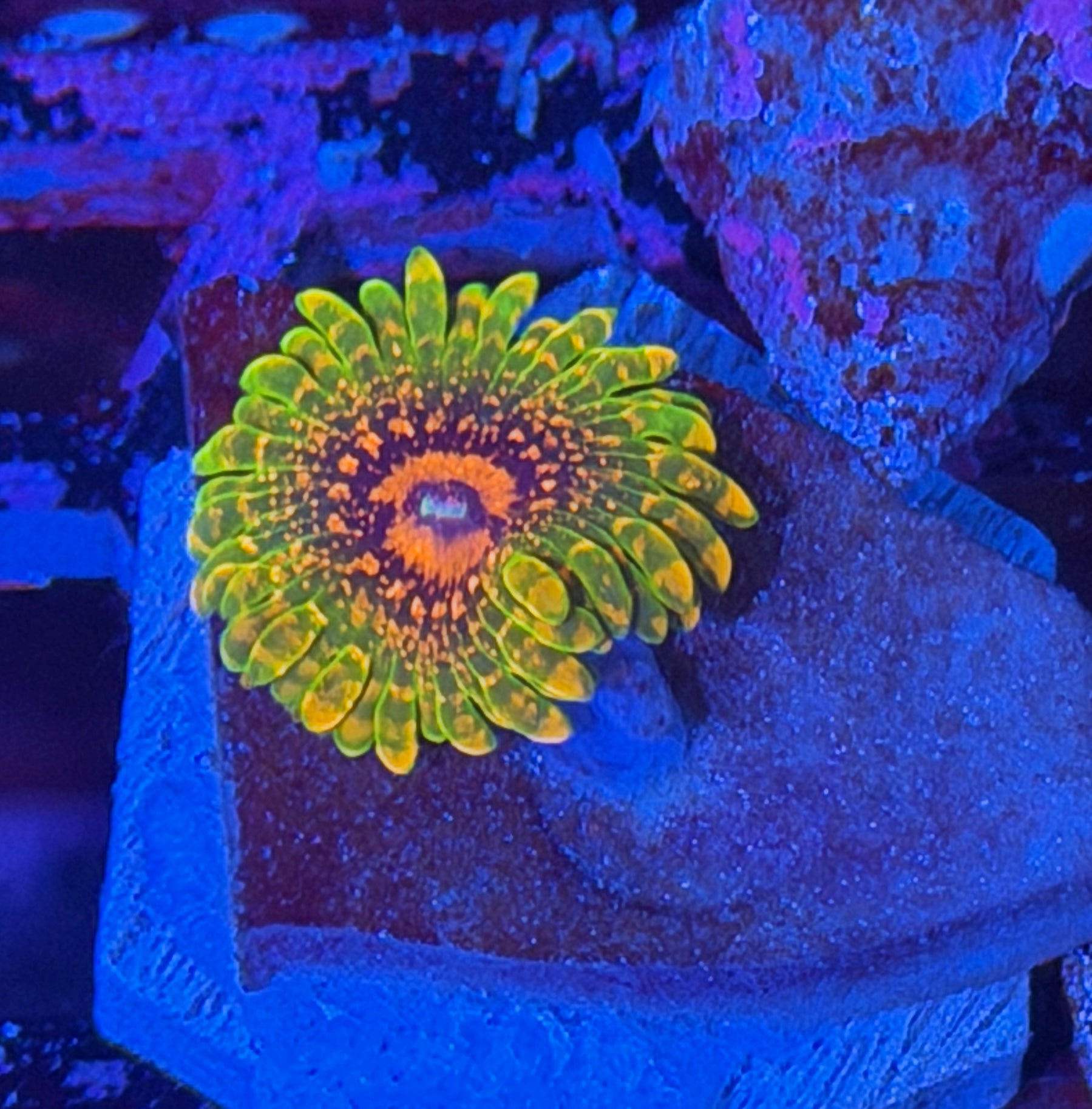 GMK Grand Master Krakatoa Zoanthid 1 XL Polyp 11/28