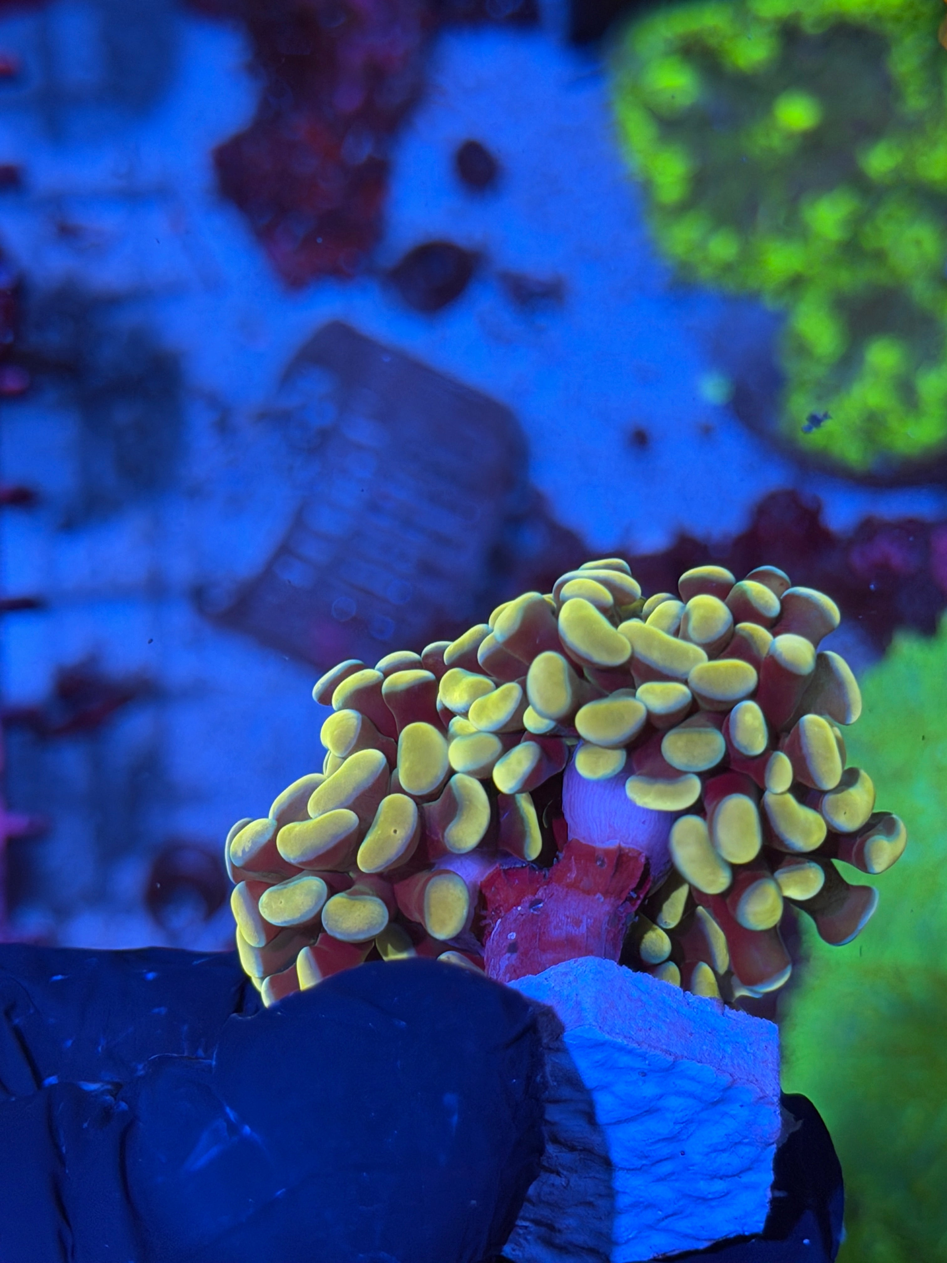 JEA Jelly Bean Hammer Coral 3 Heads Splitting XL