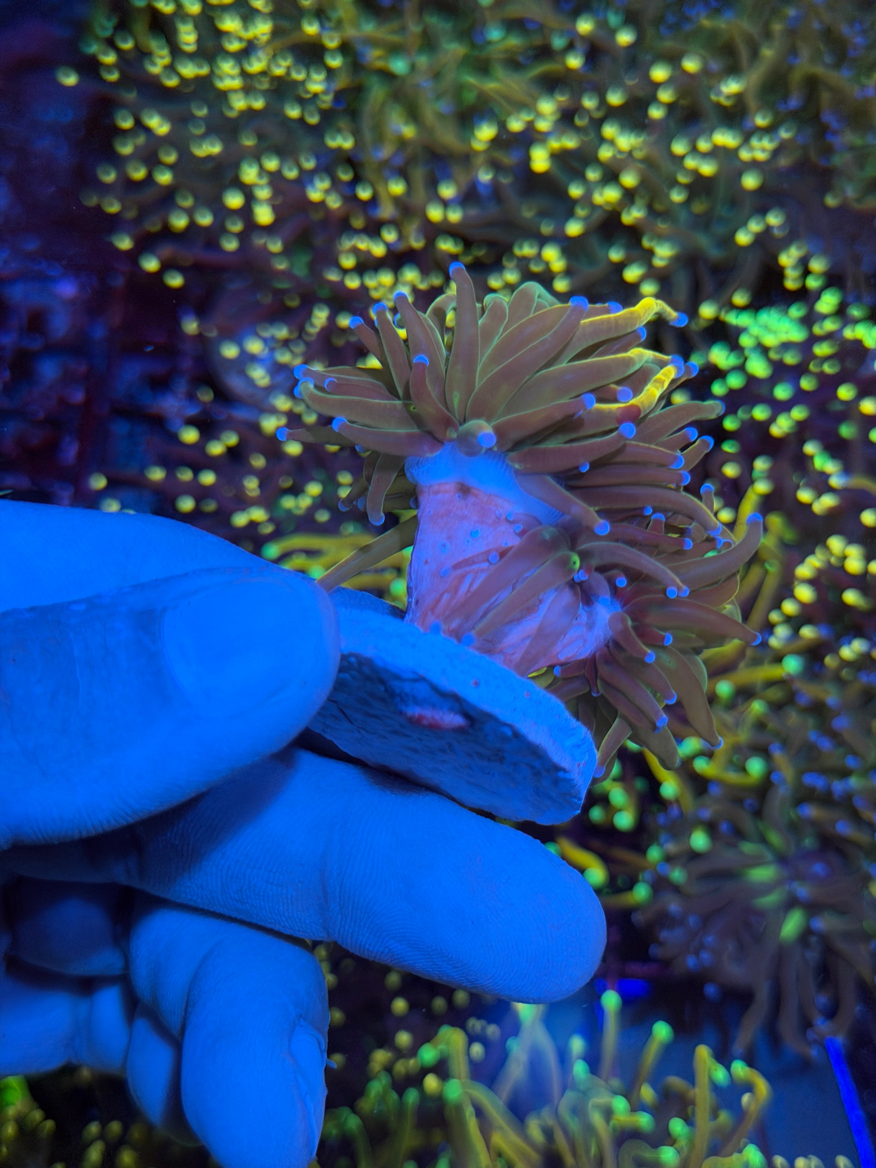 JEA Dragon Tamer Torch Coral 2 Heads 6/4