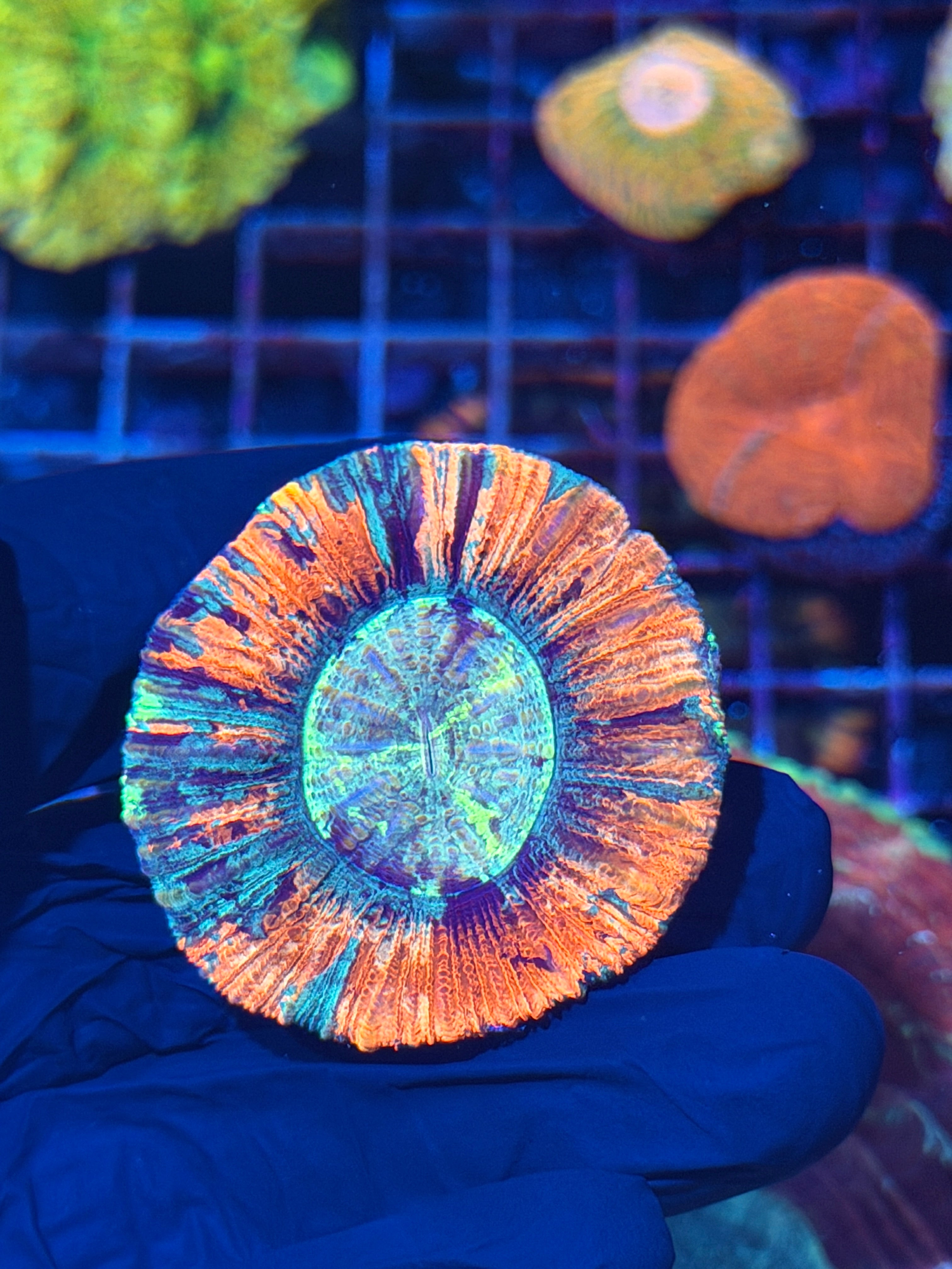 Unique Striped Multicolor Trachyphyllia Meat Coral