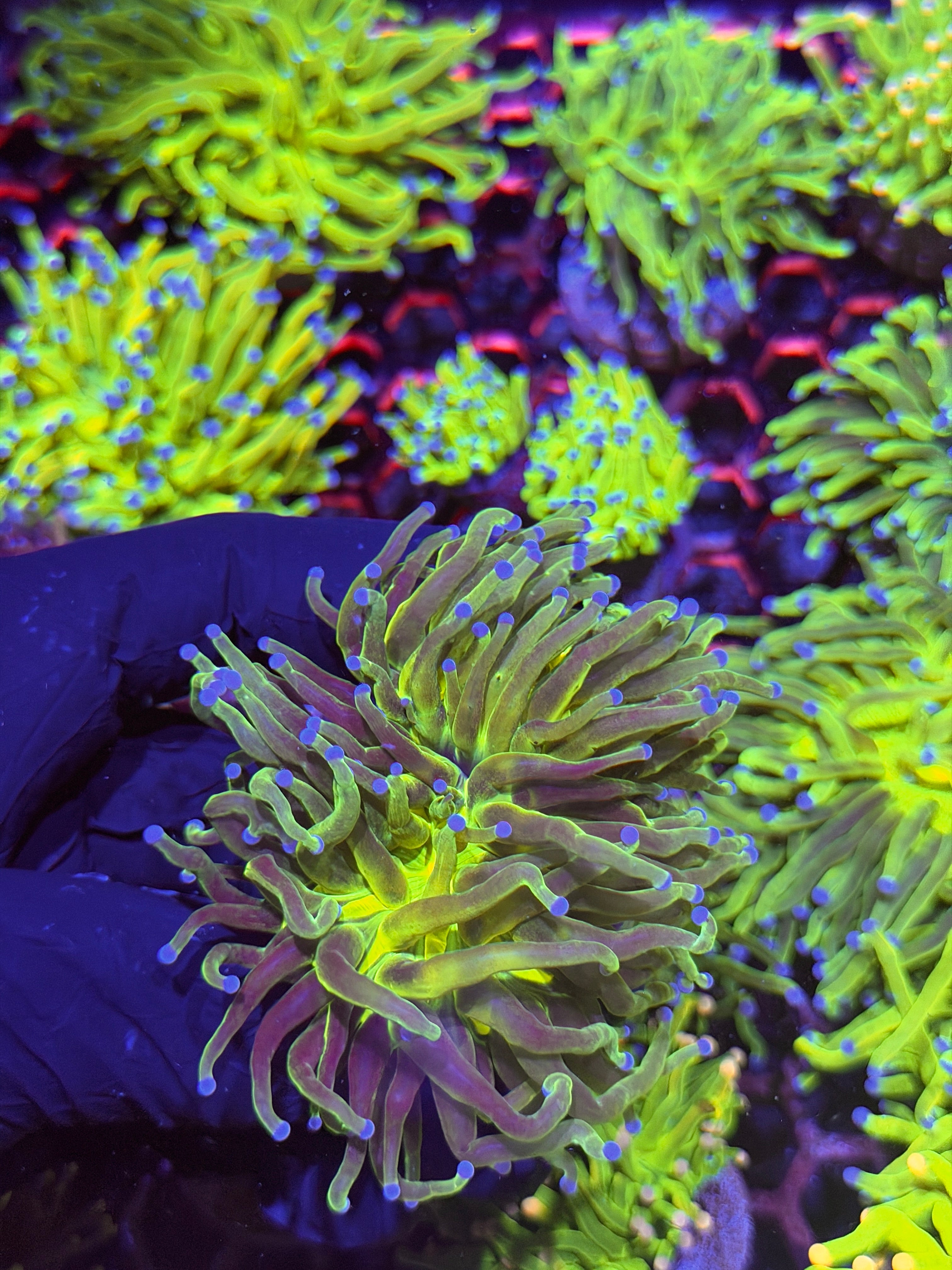 JEA Grafted Holy Grail Torch Coral 2 Heads XL