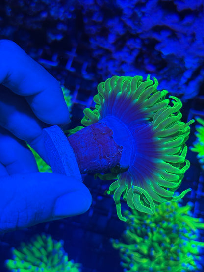 JEA Jolly Rancher Holy Grail Torch Coral 2 Heads Splitting XXL BRIGHT