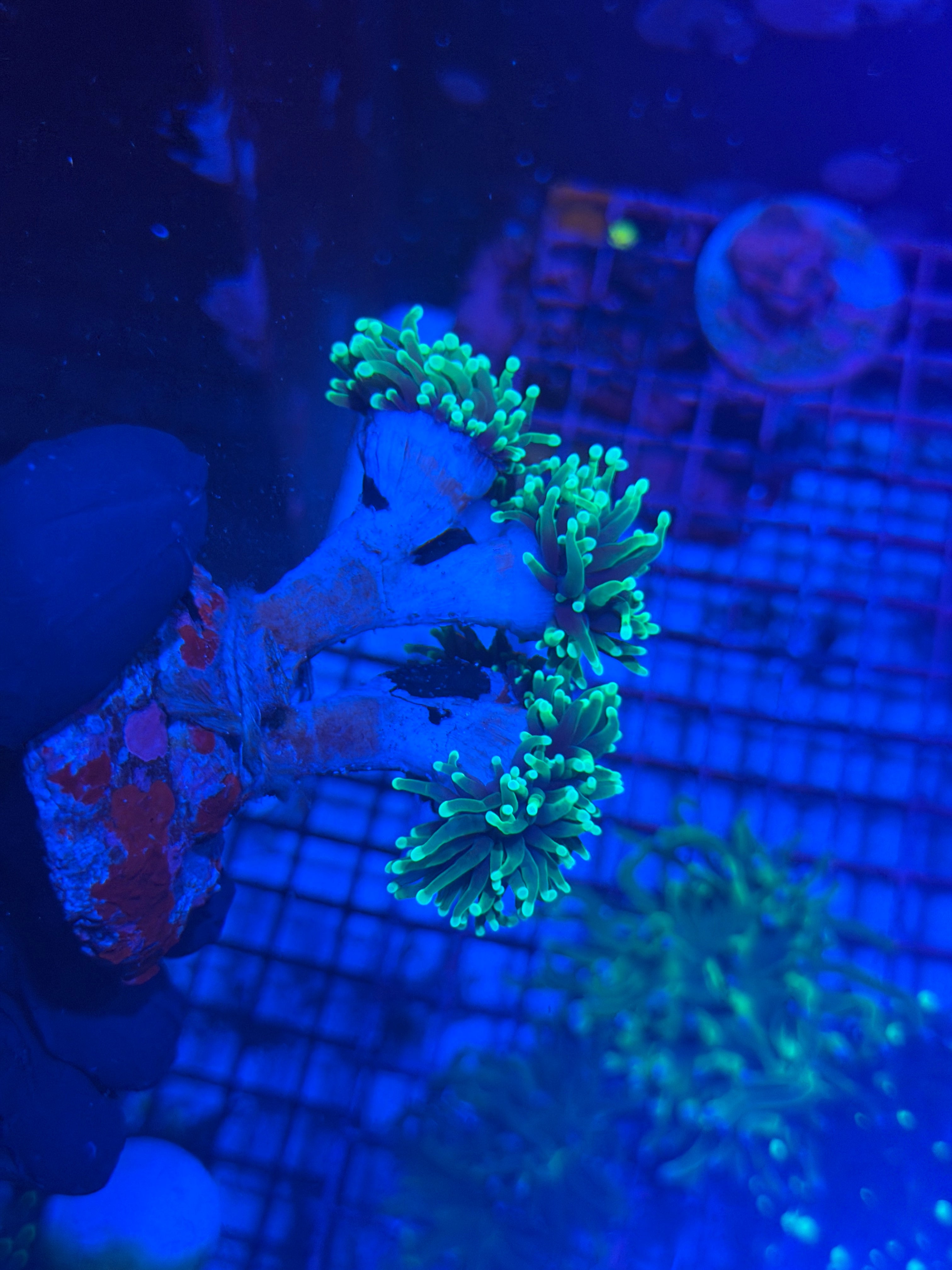 JEA Dragon Soul Torch Coral Colony 6 Heads XL 8/7