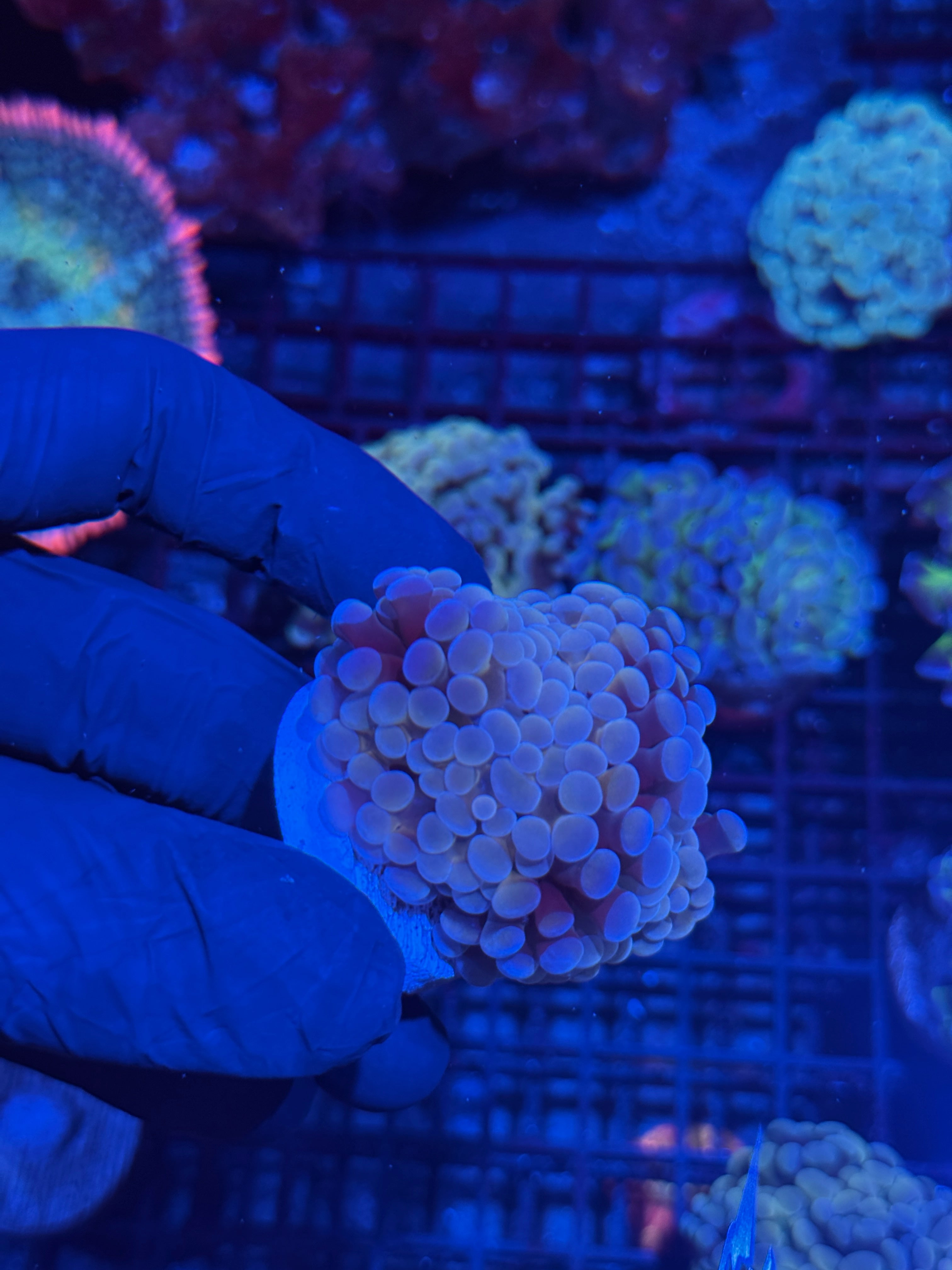 JEA Bubble Blaster Hammer Coral XL 2 Heads