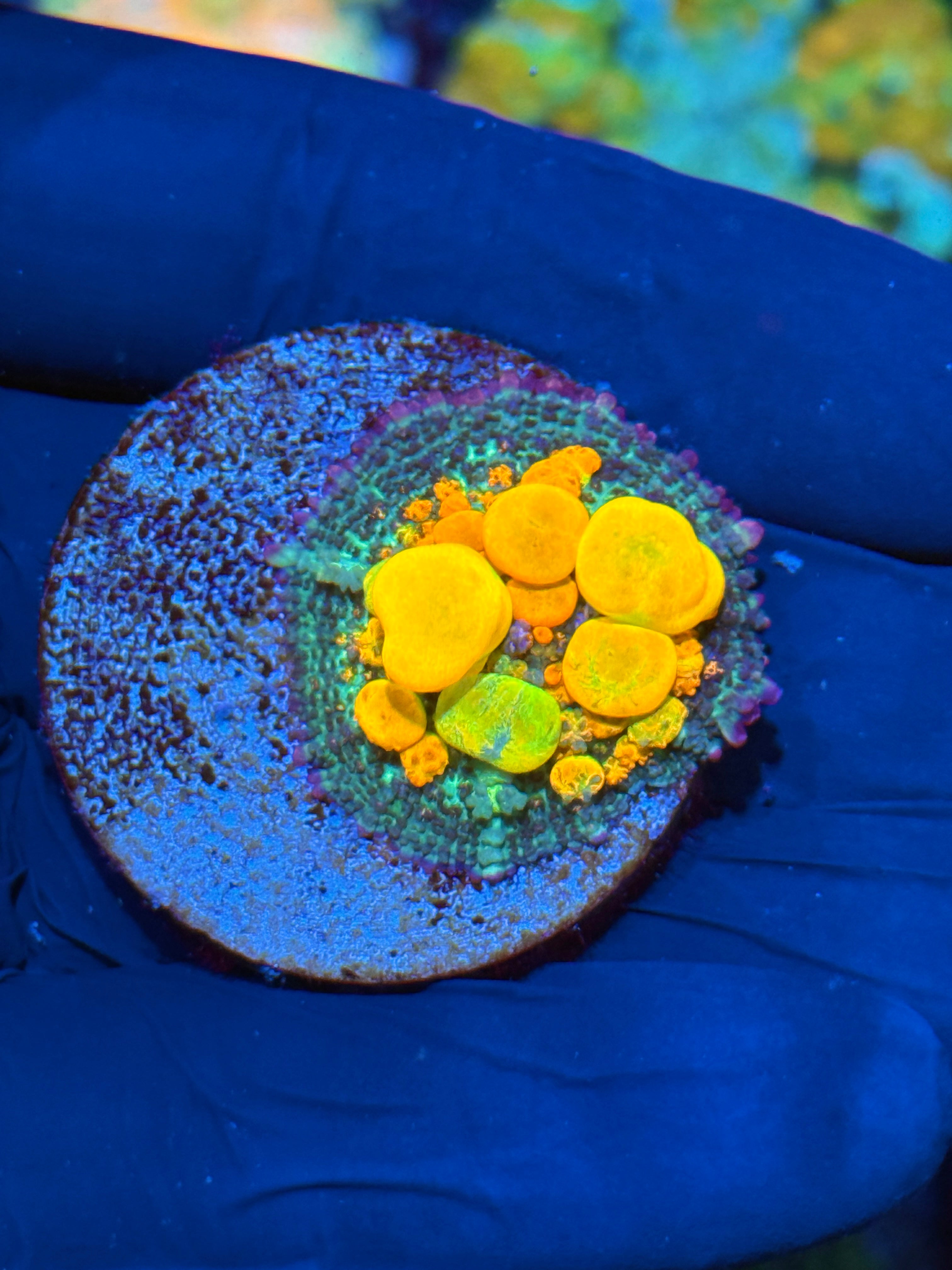 WWC OG Bounce Mushroom Coral XL
