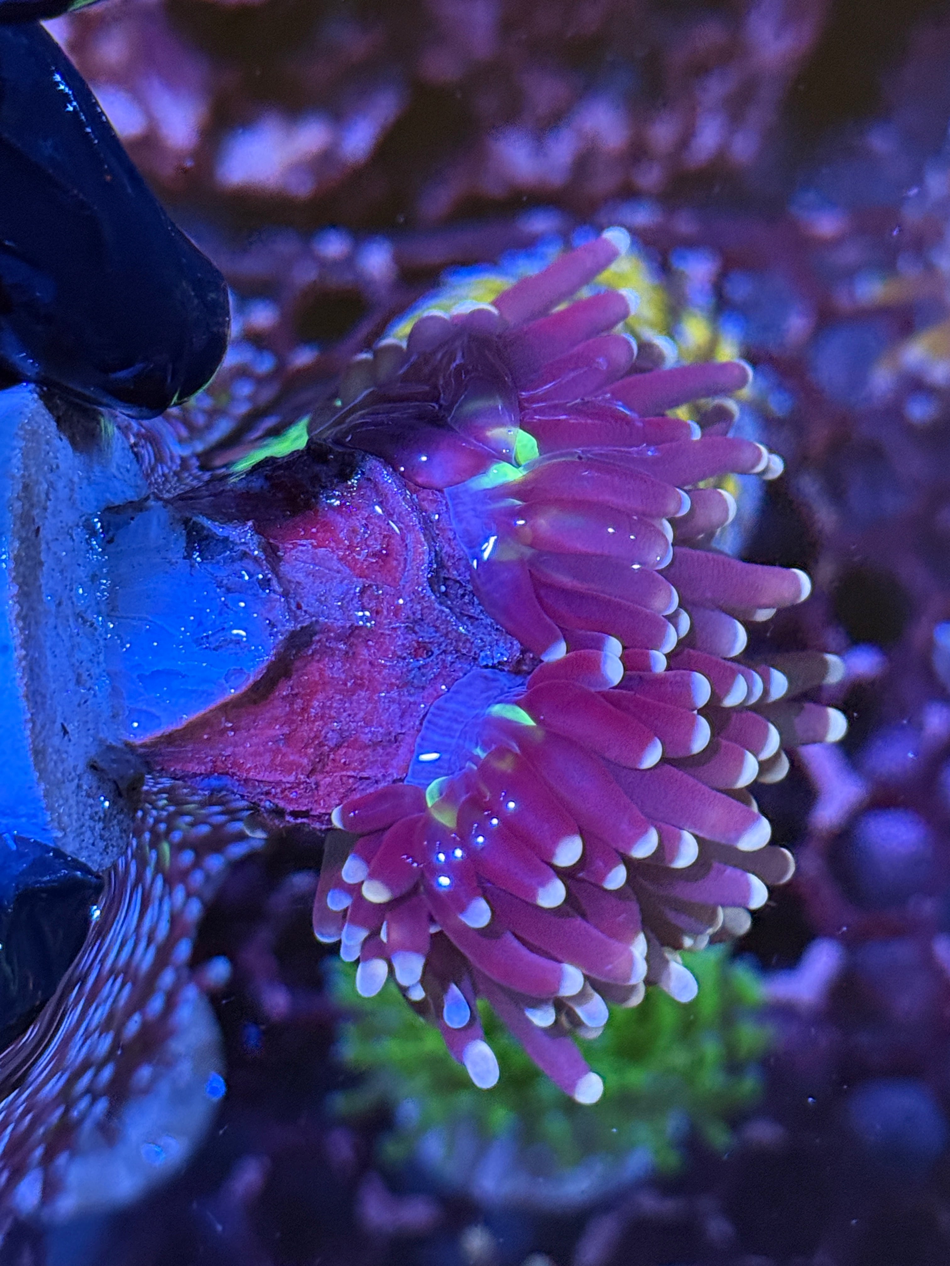 JEA Malaysian Fat Head Joker Torch Coral 2 XL Heads