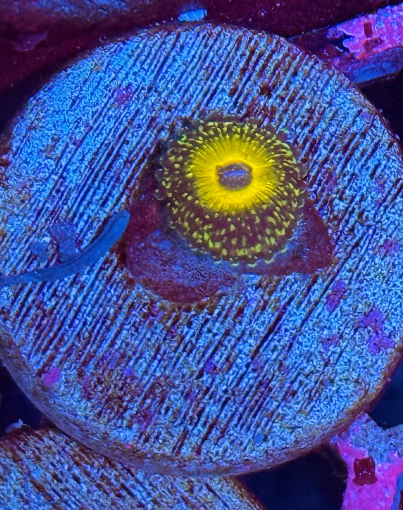 JEA Godbeast Zoanthid Coral 1 XL Polyps