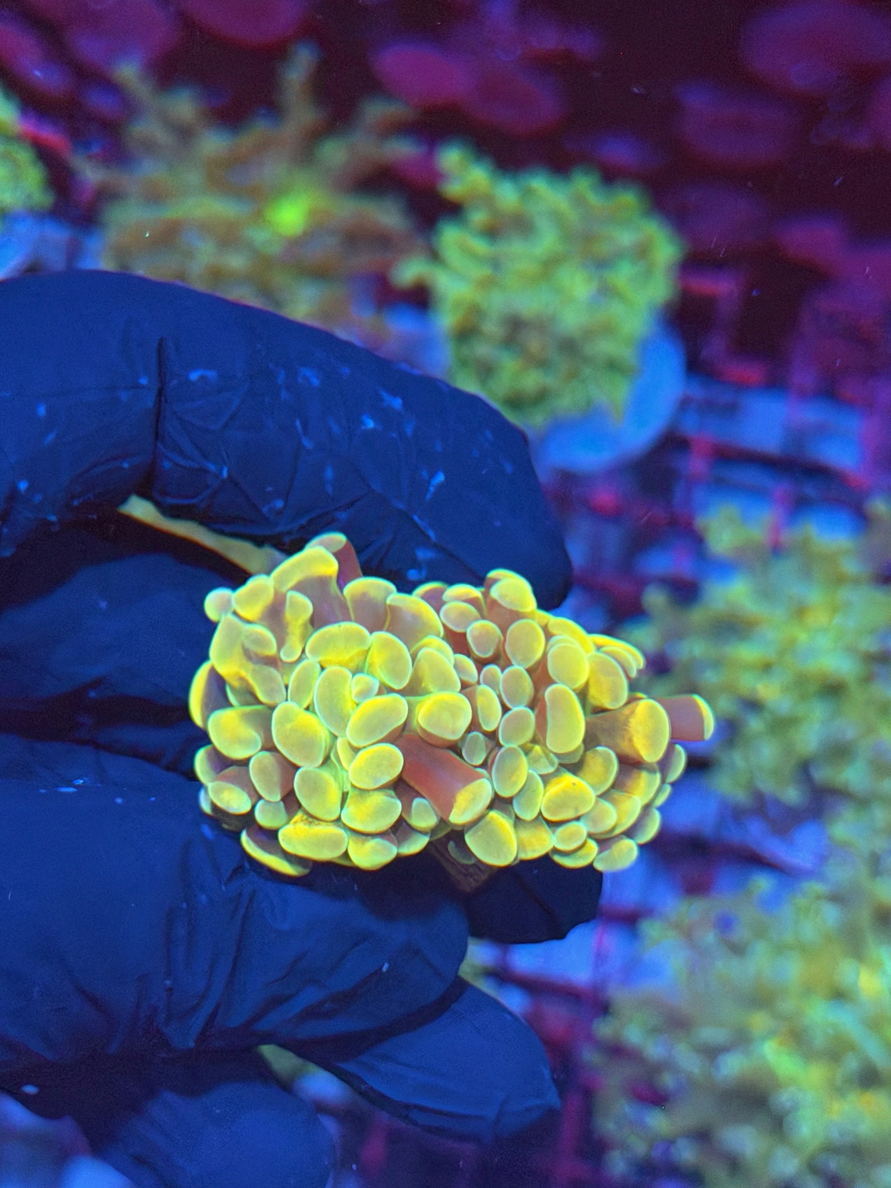 JEA Jellybean Hammer Coral 2 Heads 7/31