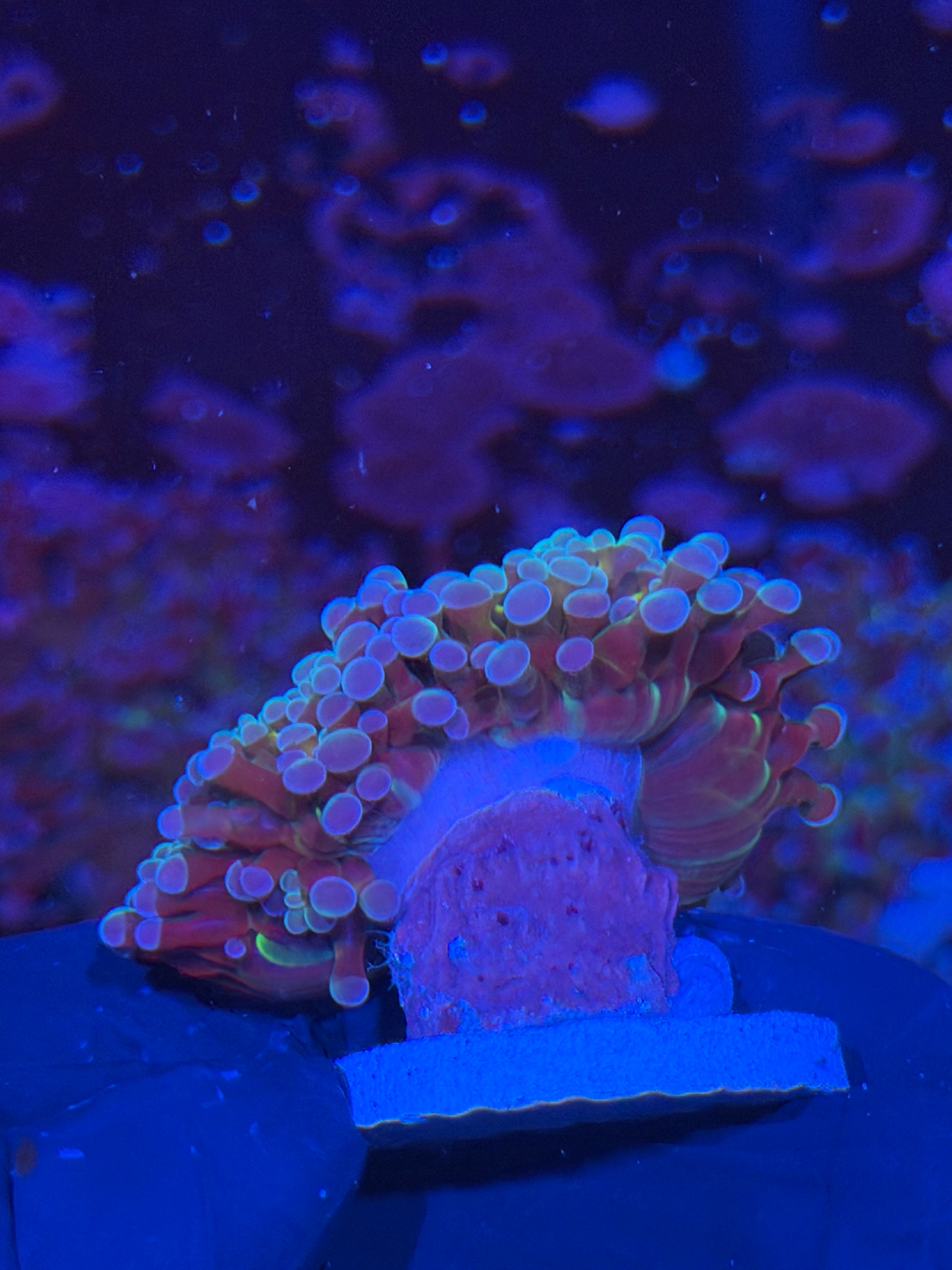 JEA Rainbow Blaster Hammer Coral 2 Heads Splitting XL 7/22