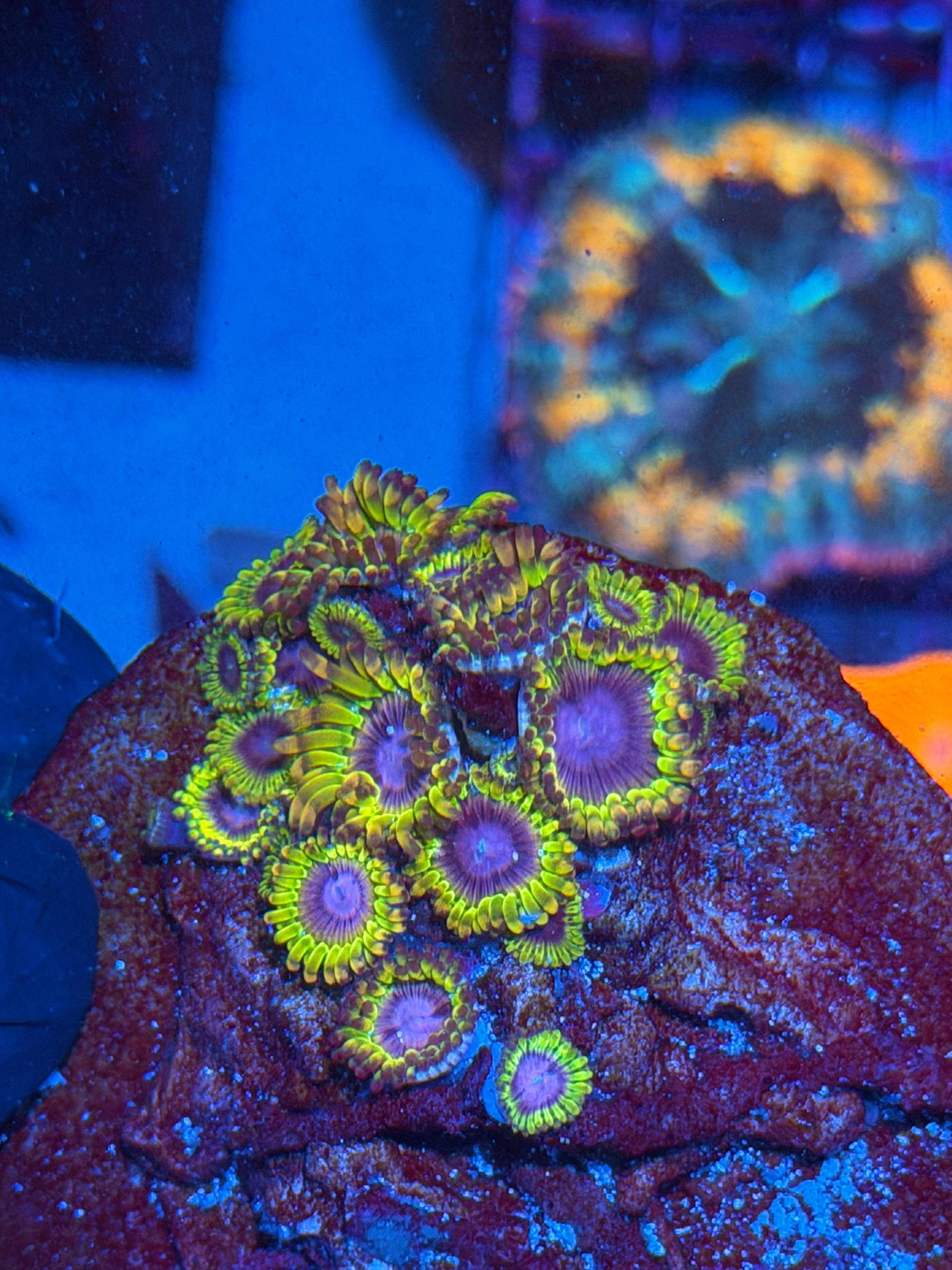 JEA Cyclops Zoanthid Coral Colony