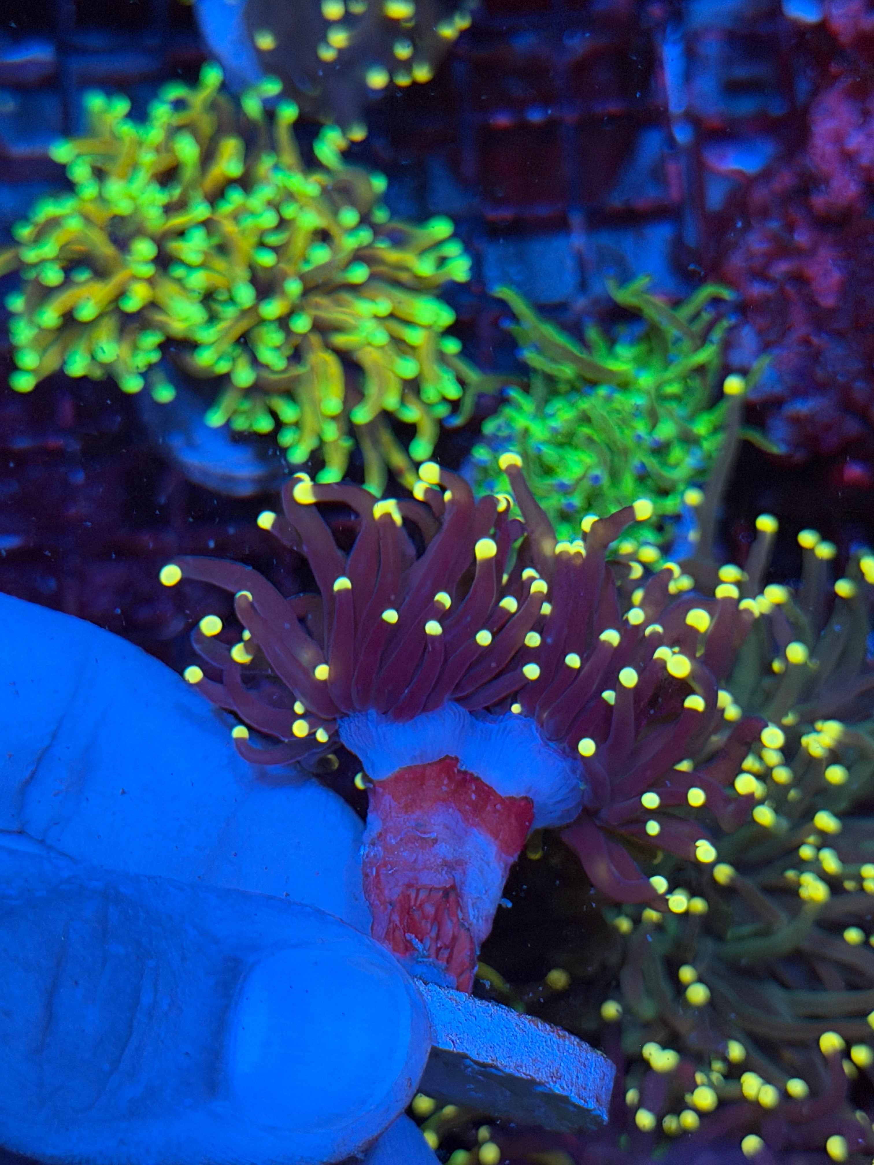 JEA Joker Torch Coral 2 Heads Splitting