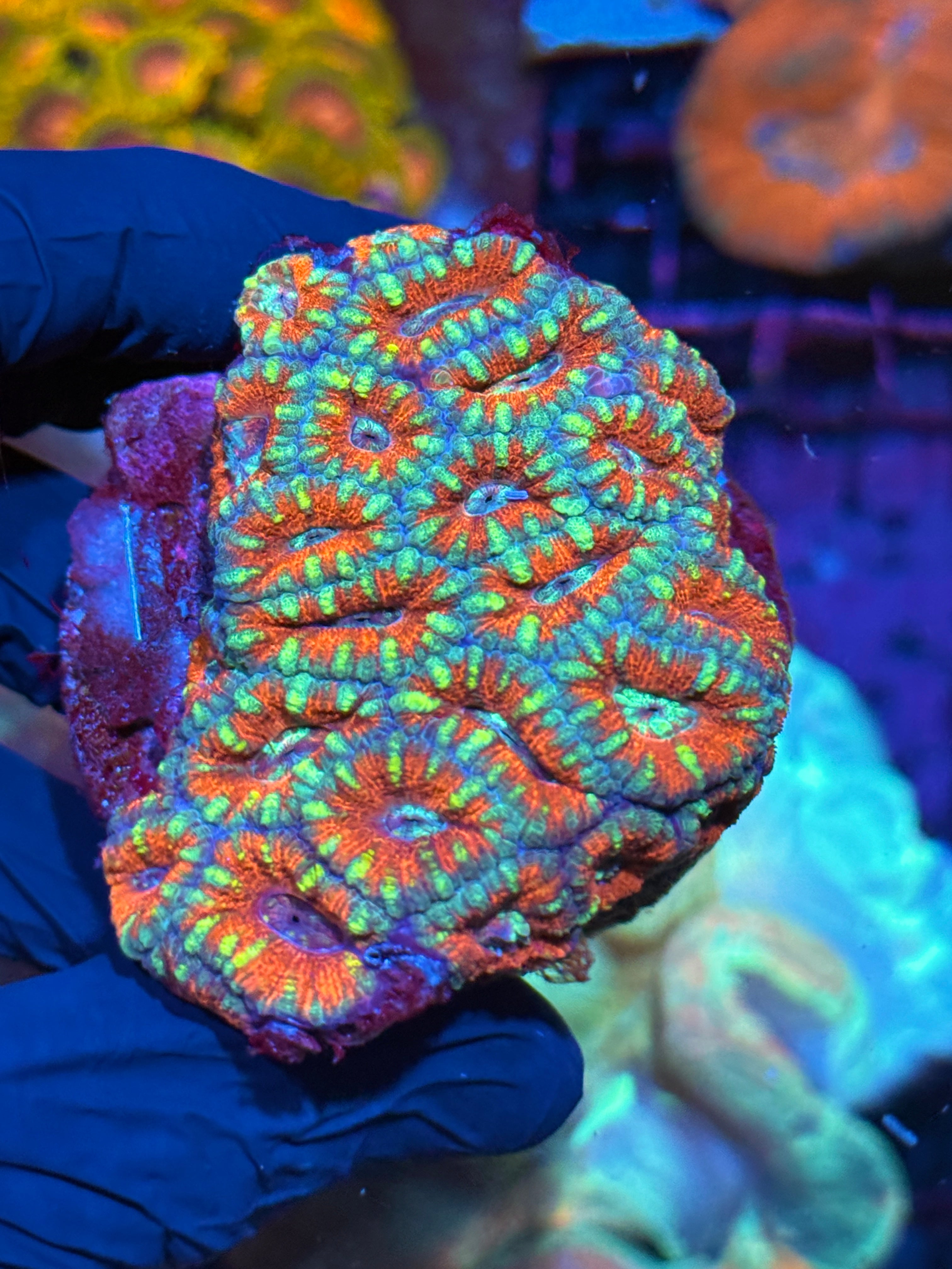 JEA Laffy Taffy Asian Acans Colony  20+ Heads