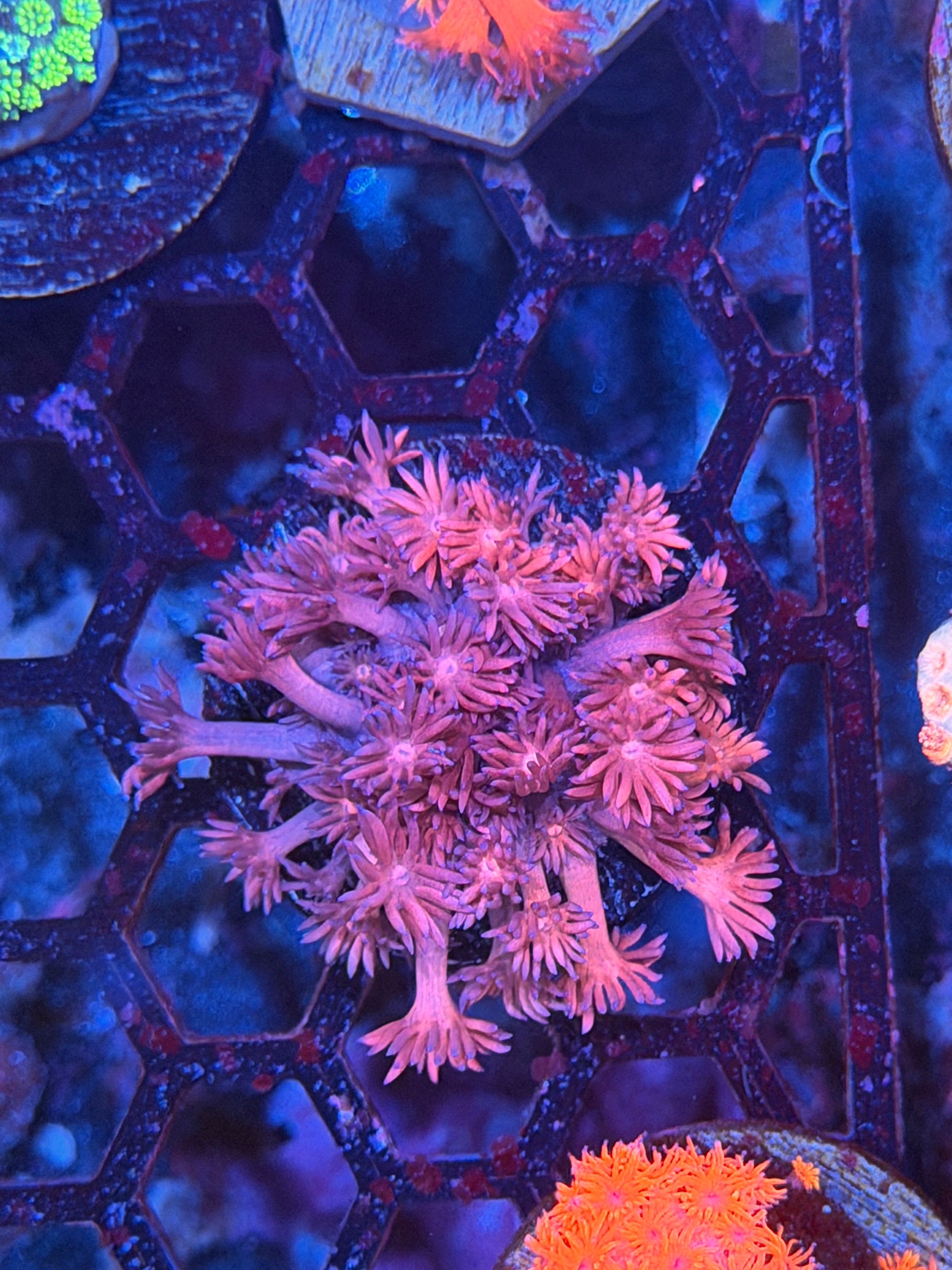 JEA Fireworks Goniopora Coral 3/16