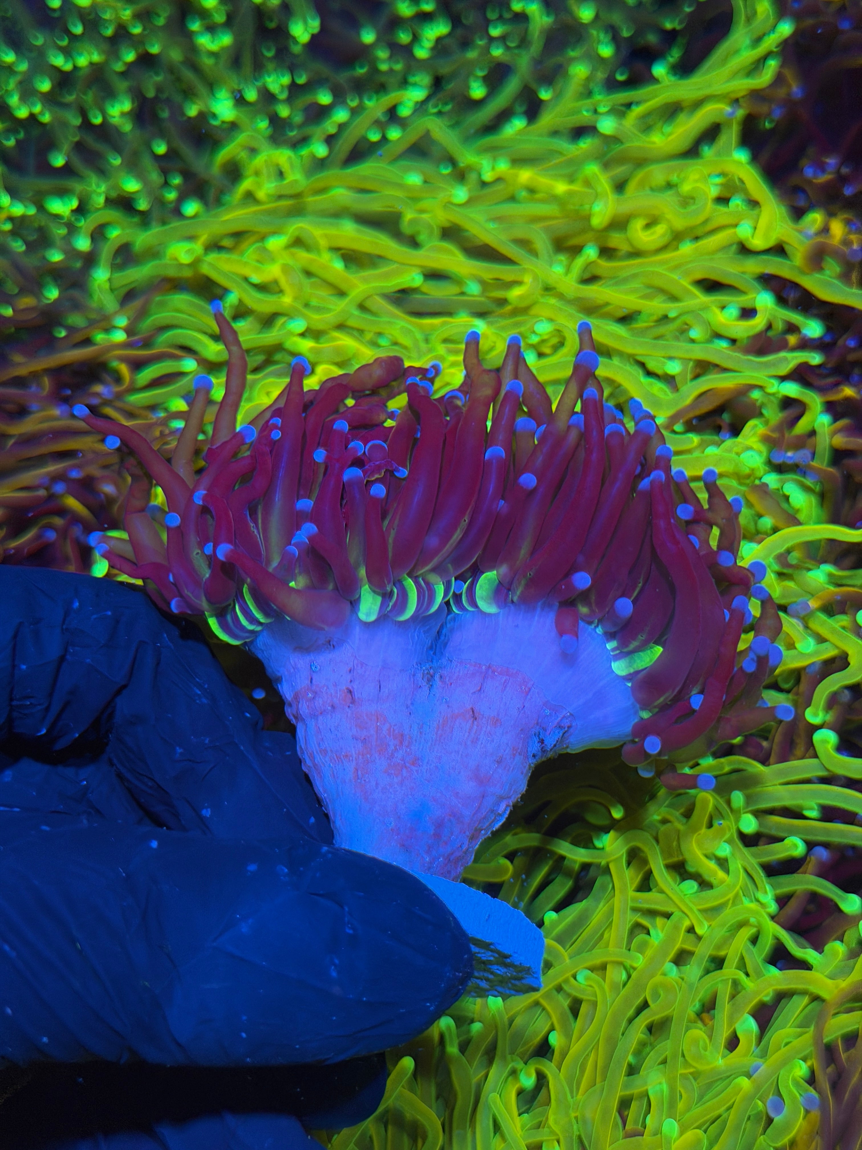 JEA Death Star Grail Torch Coral 2 Heads XXL