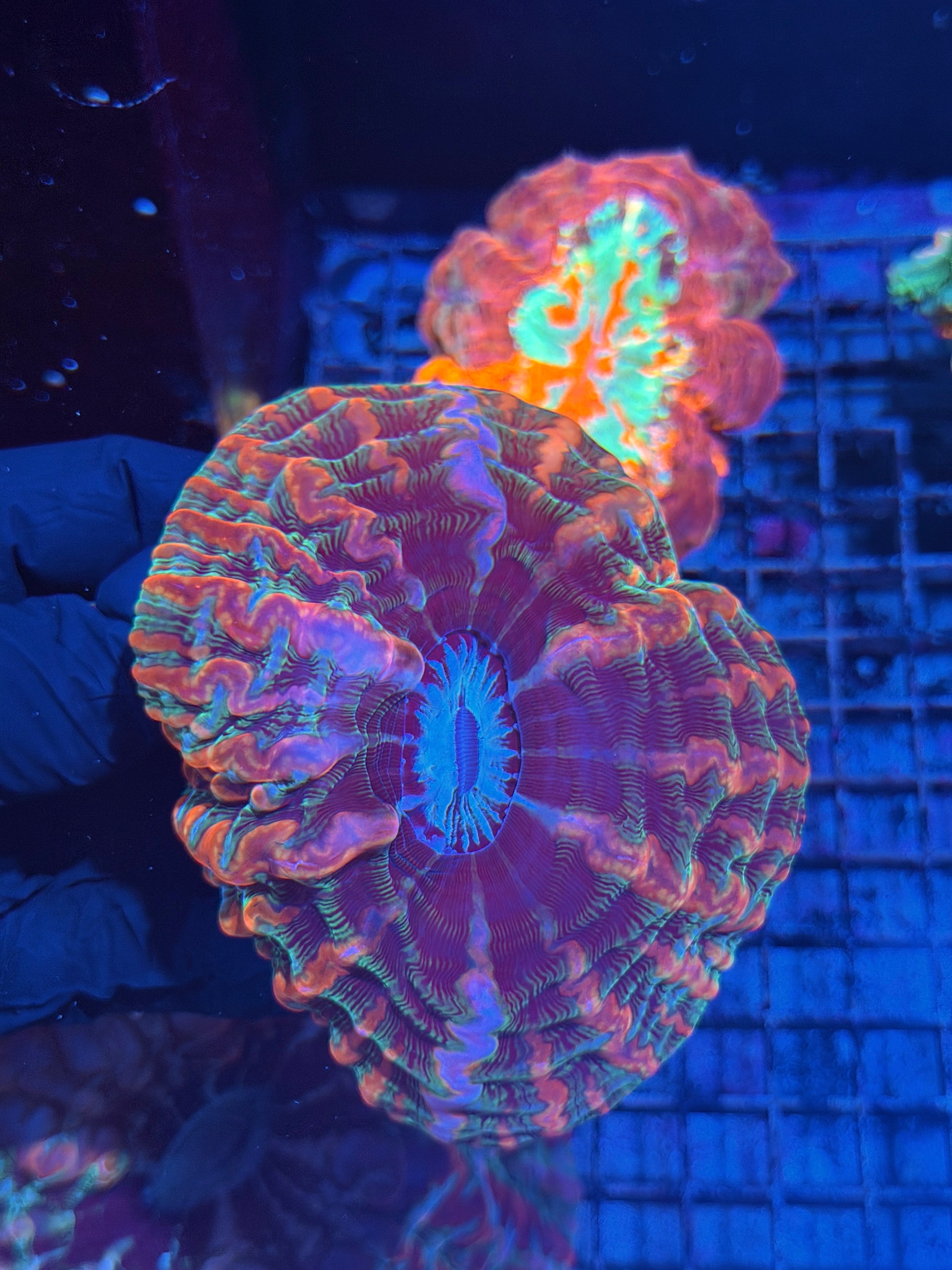 Rainbow Indophyllia Meat Coral XXL
