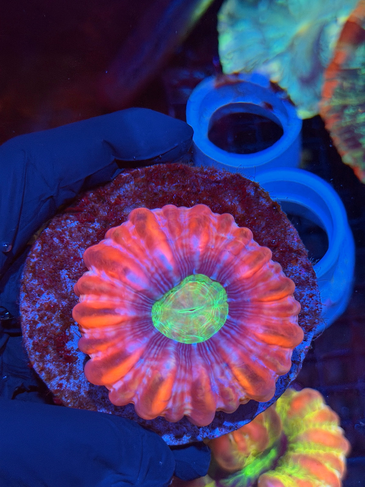Insane Cynarina Meat Coral 9/22