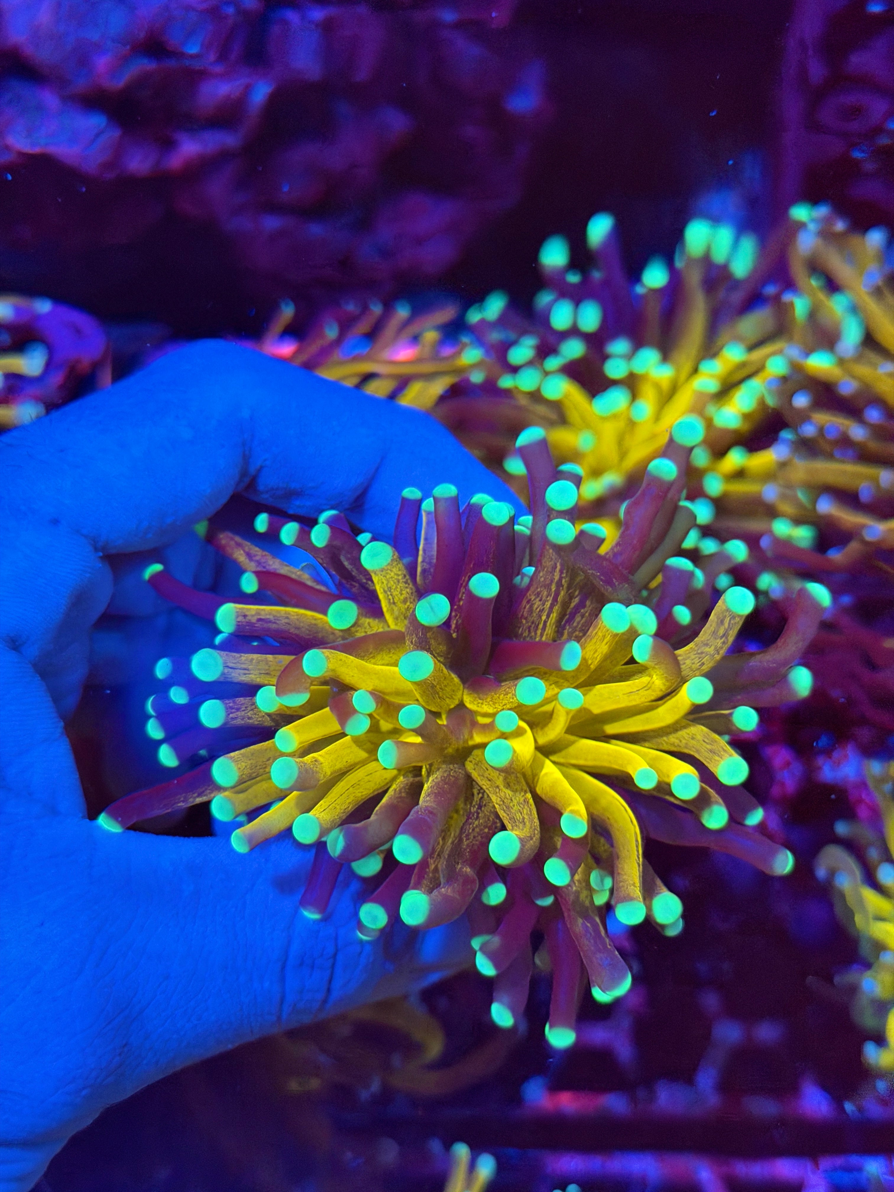 JEA Fat Stalk Tiger Torch Coral Bright Blue Tips XL 2/24