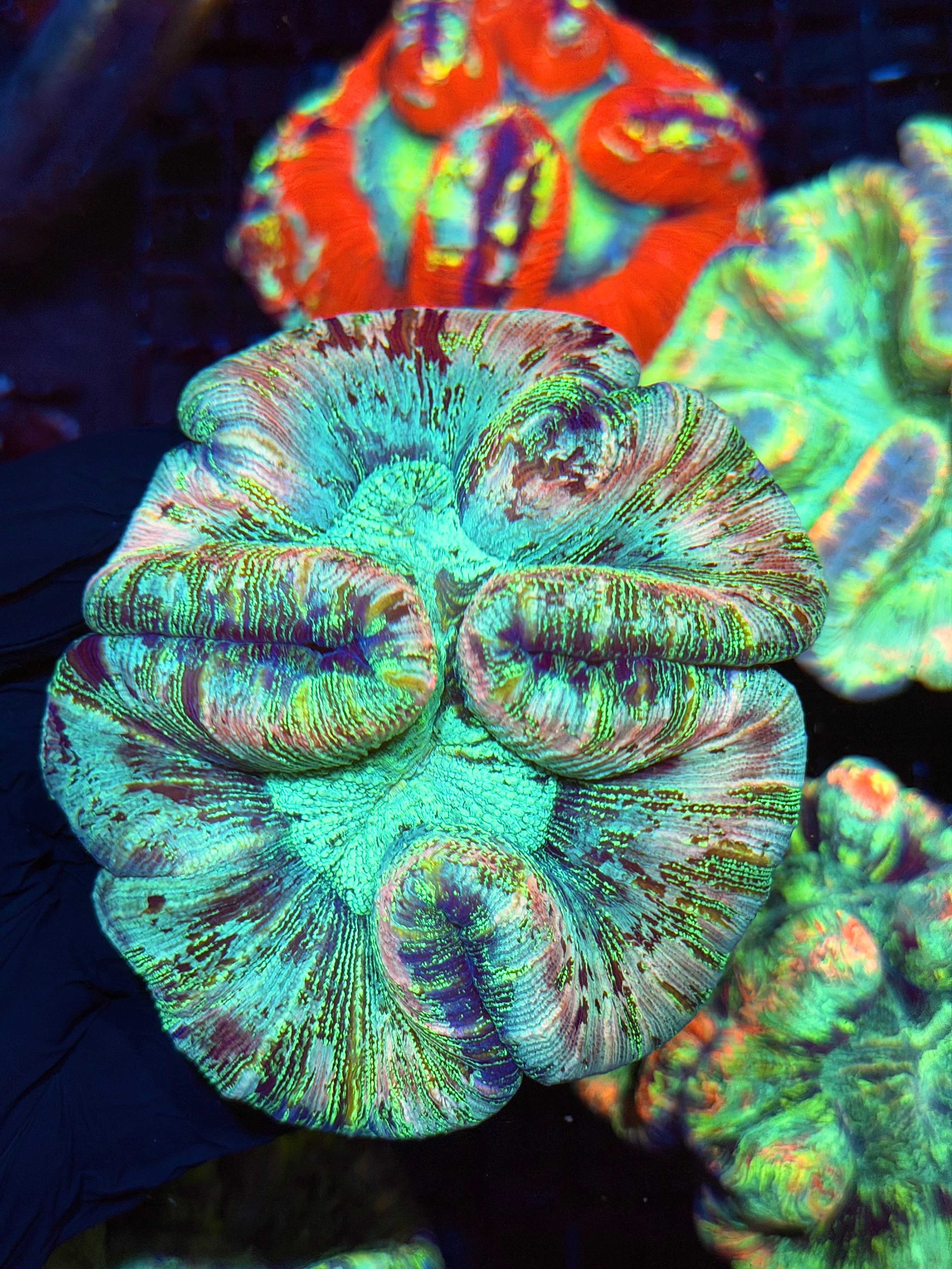 Insane Holographic Trachyphyllia Meat Coral XXL