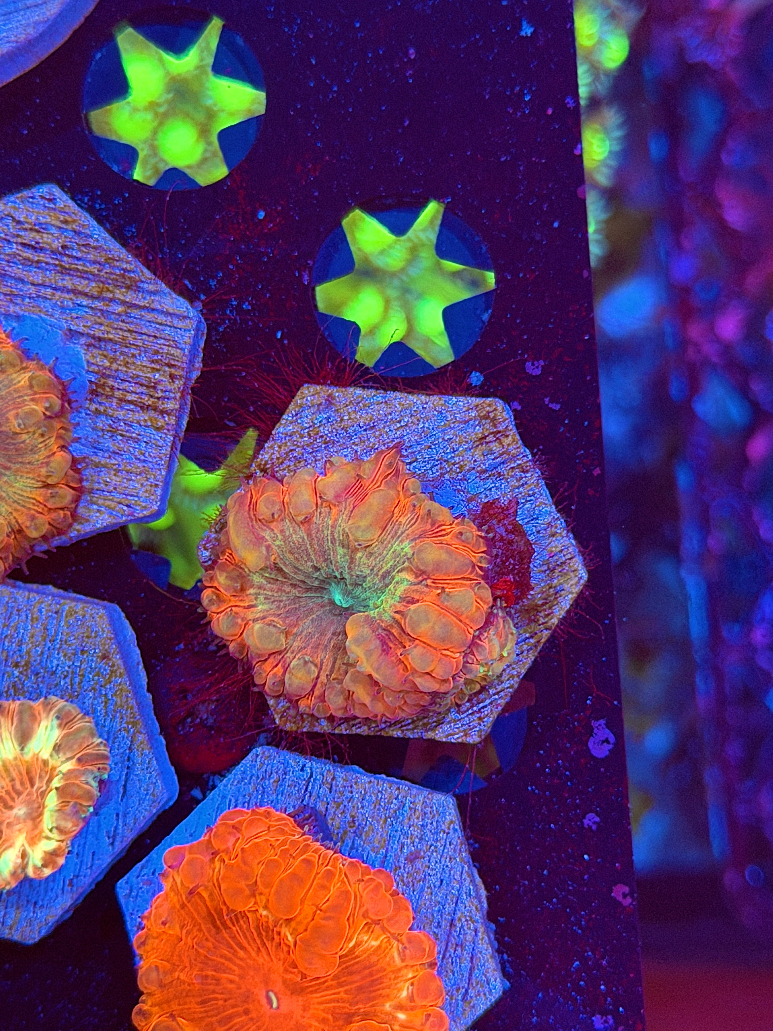 JEA Rainbow Swirl Blastomussa Coral 2 Heads 8/7
