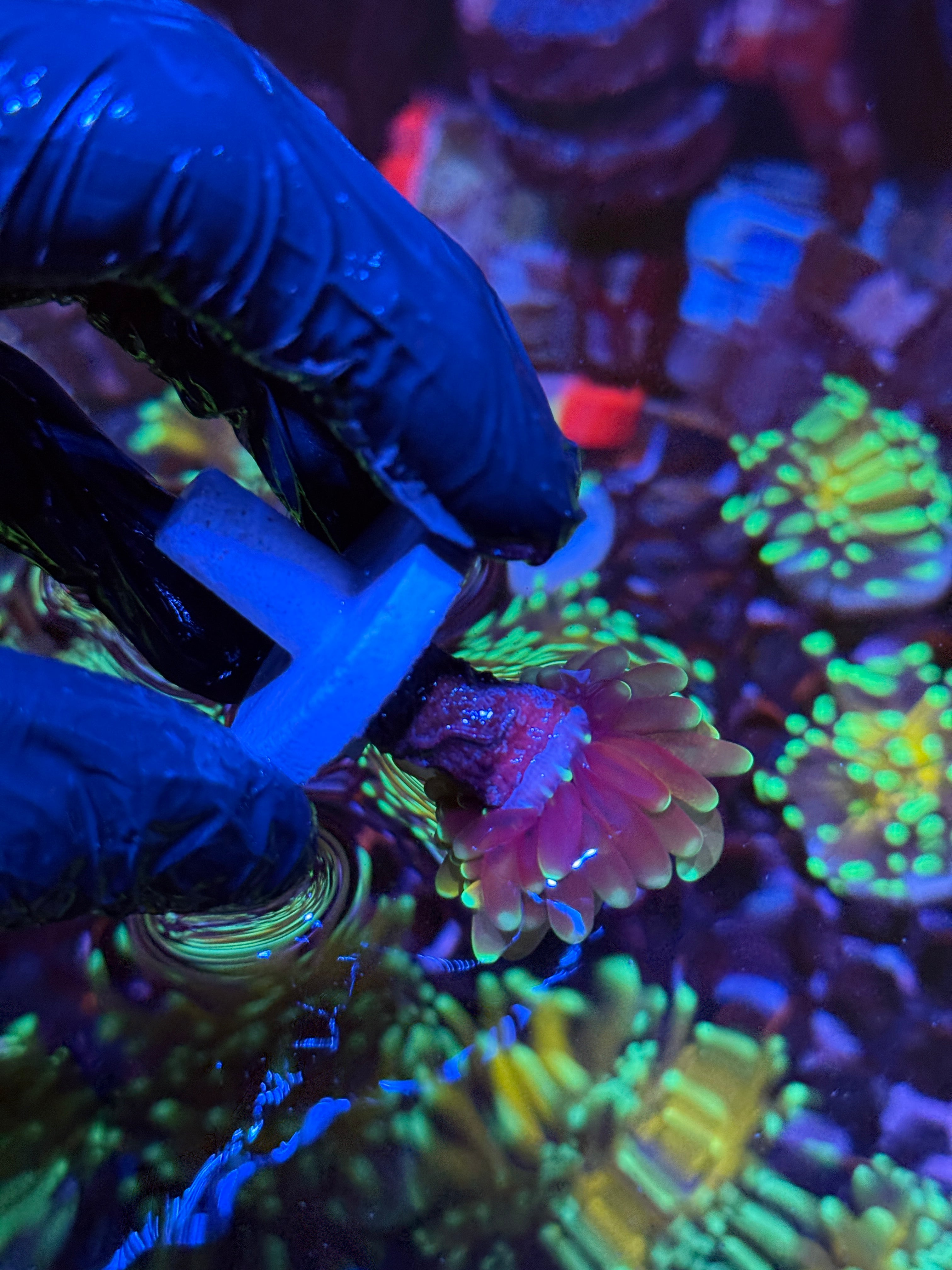 JEA Branching Tiger Torch Coral 1 XL Head Splitting