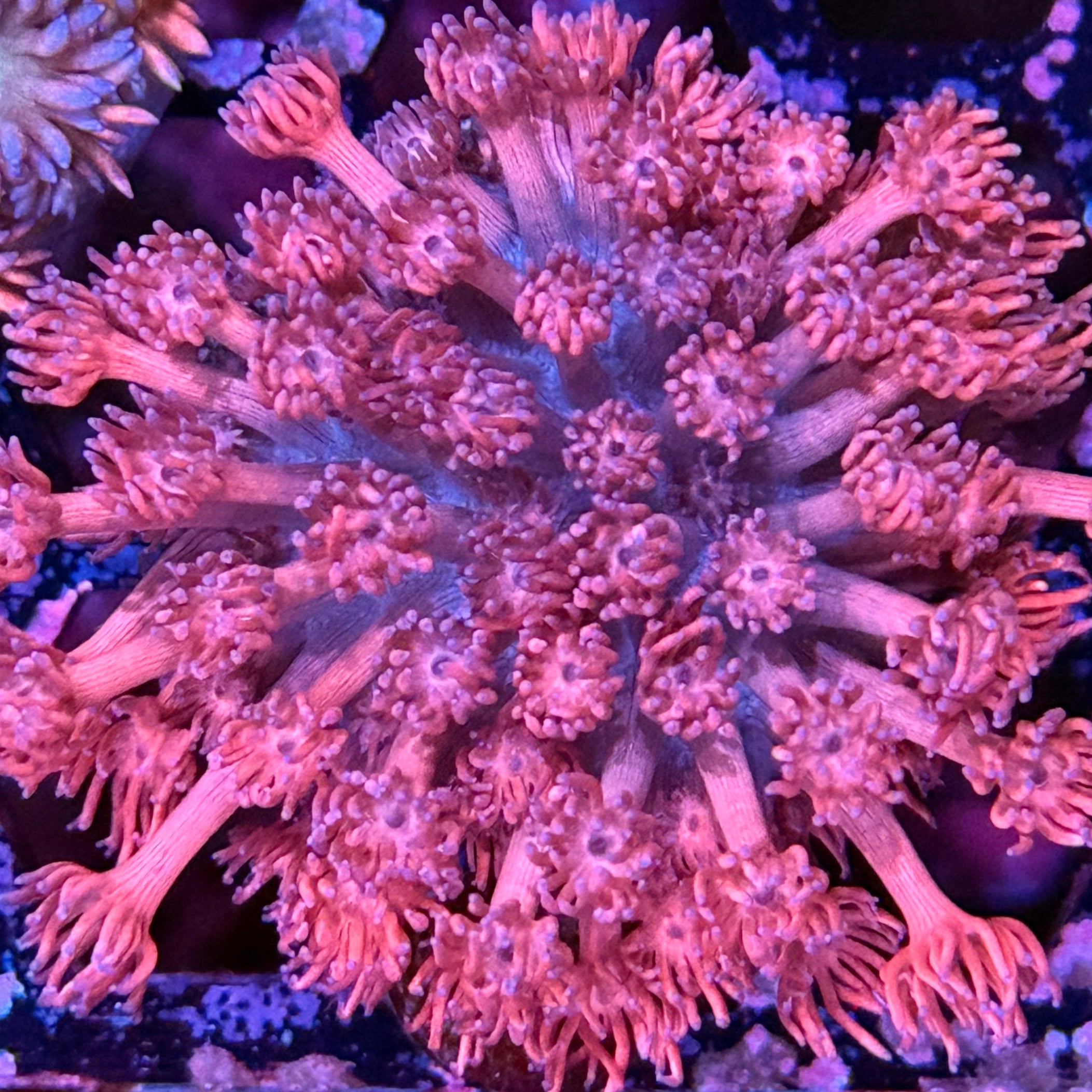 JEA Vampire Night Goniopora Mini Colony Coral XL 10/12