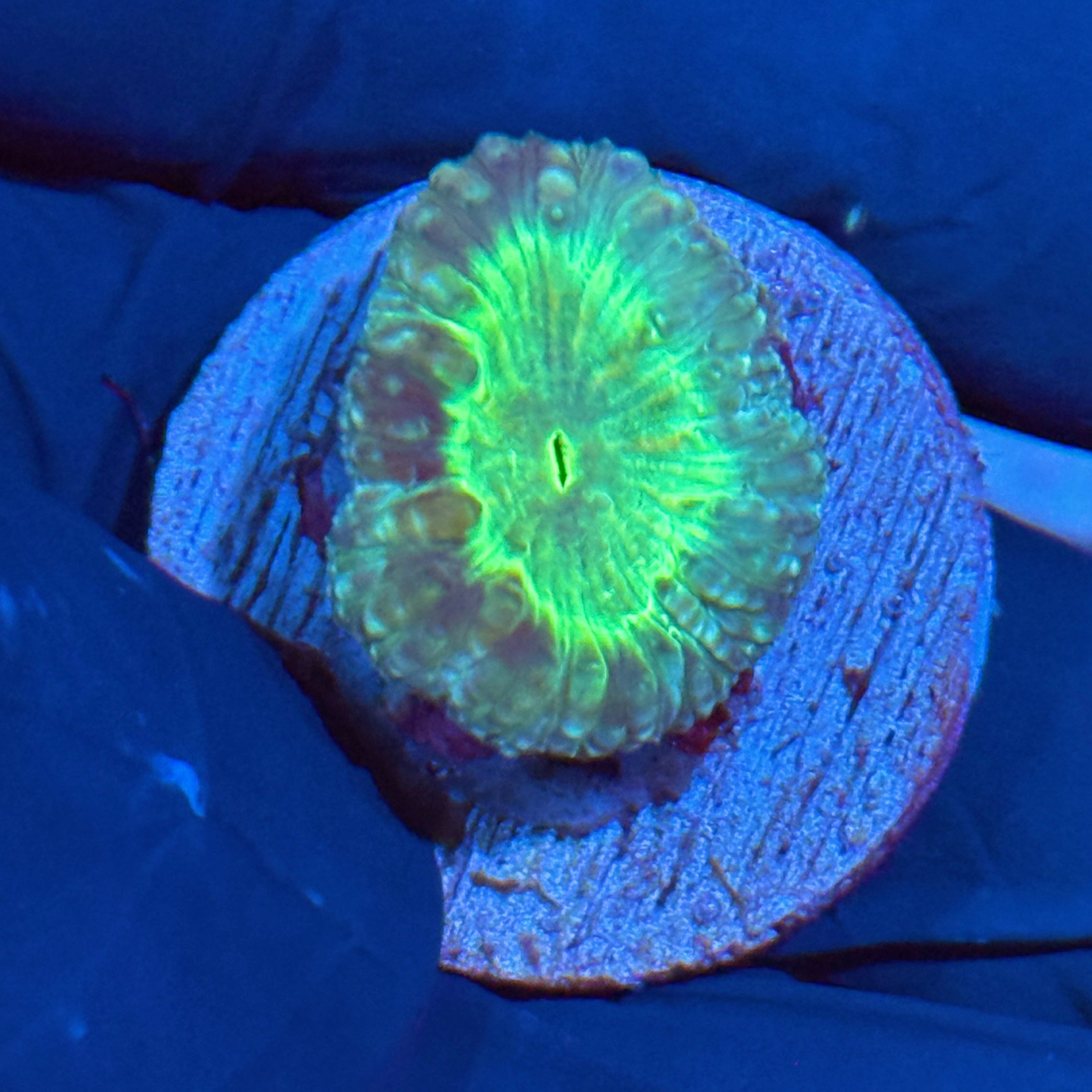 JEA Frostbite Blastomussa Coral