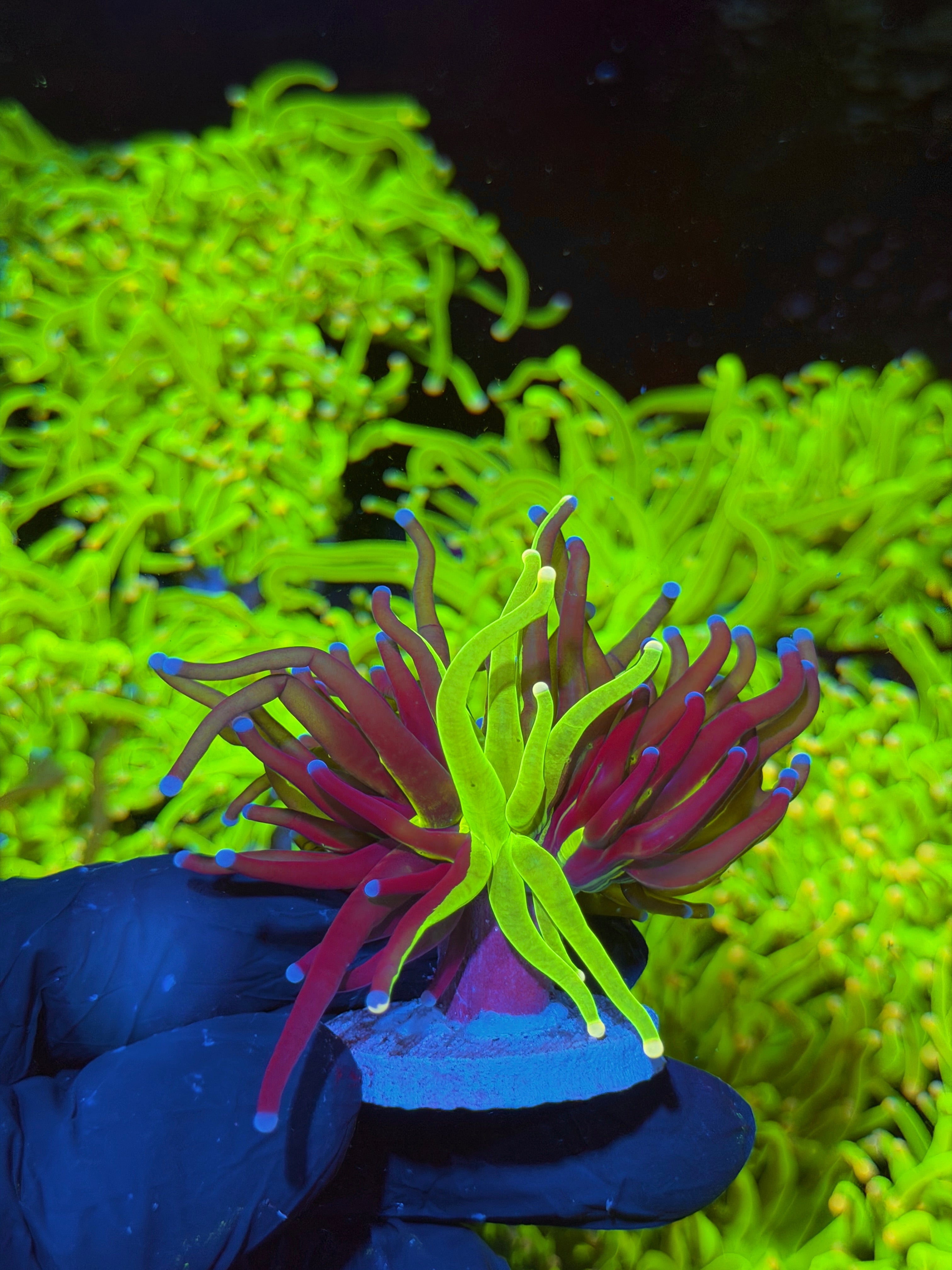 JEA Grafted Holy Grail Torch Coral 1 XL Head RARE 7/14
