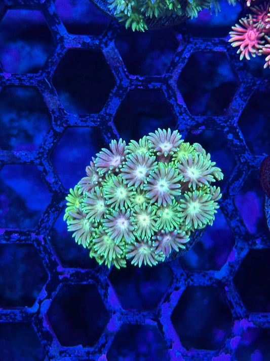 JEA Strawnana Goniopora Coral