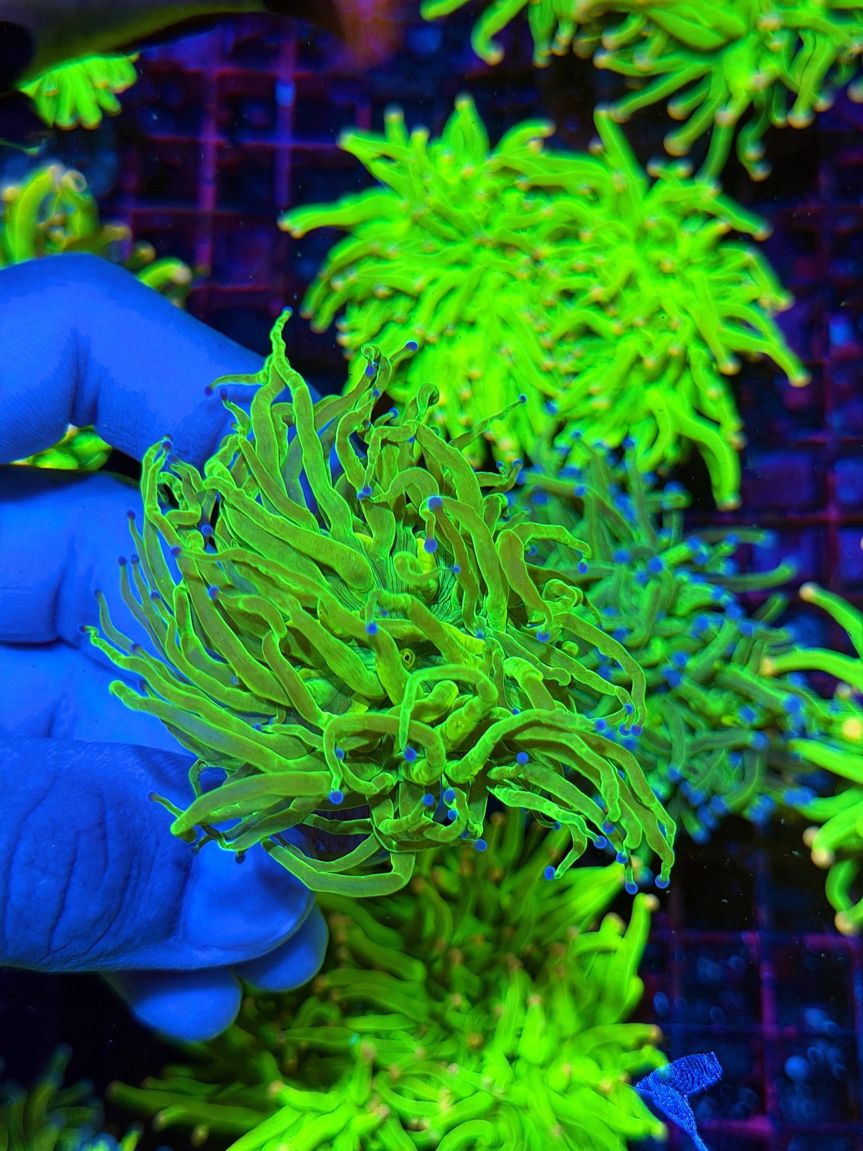 Todd’s Torch Coral 1 Head XL