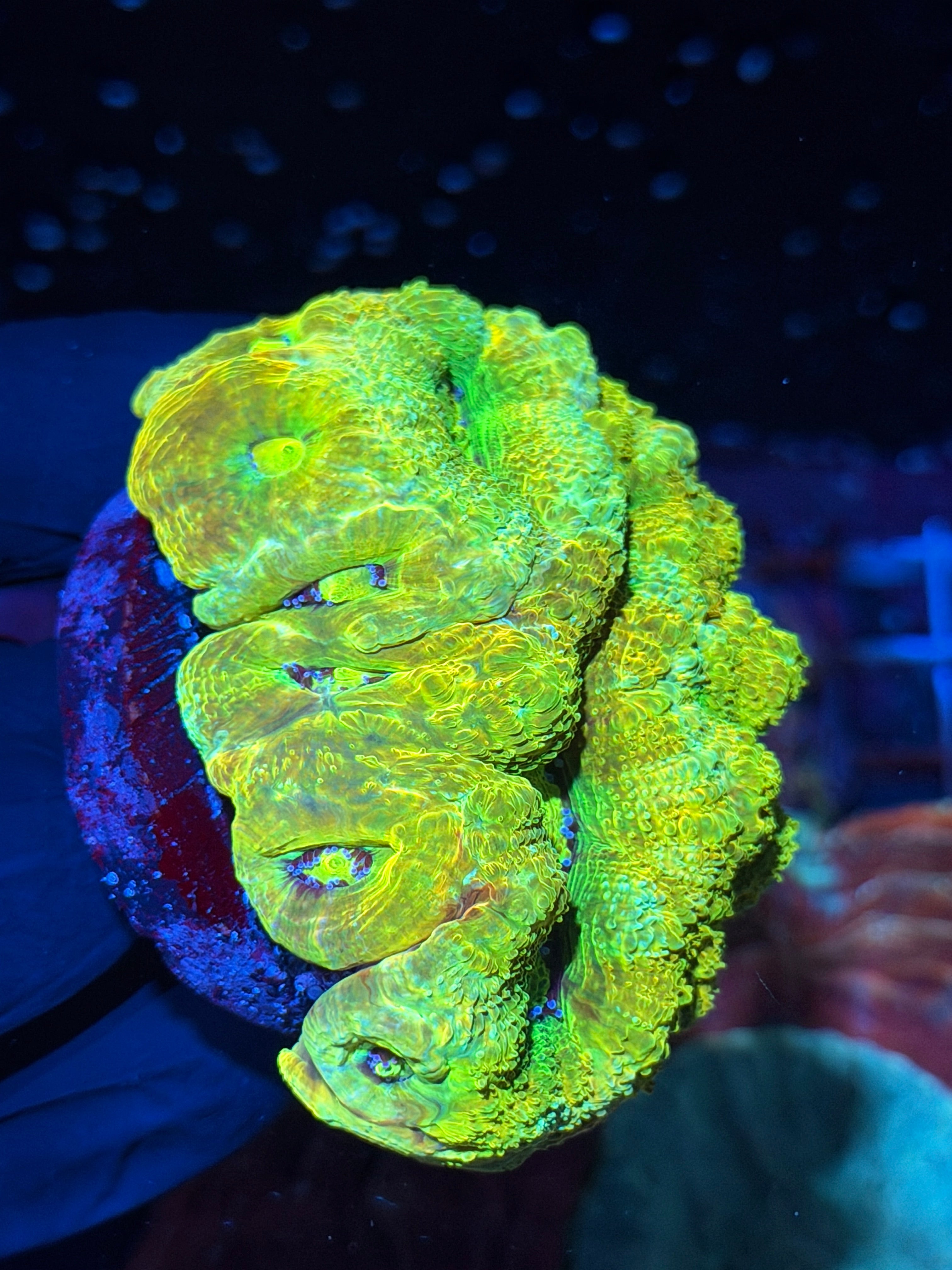 JEA Rainbow Relic Bowerbanki Coral Colony XXXL *COLLECTORS PIECE* 18+ Heads