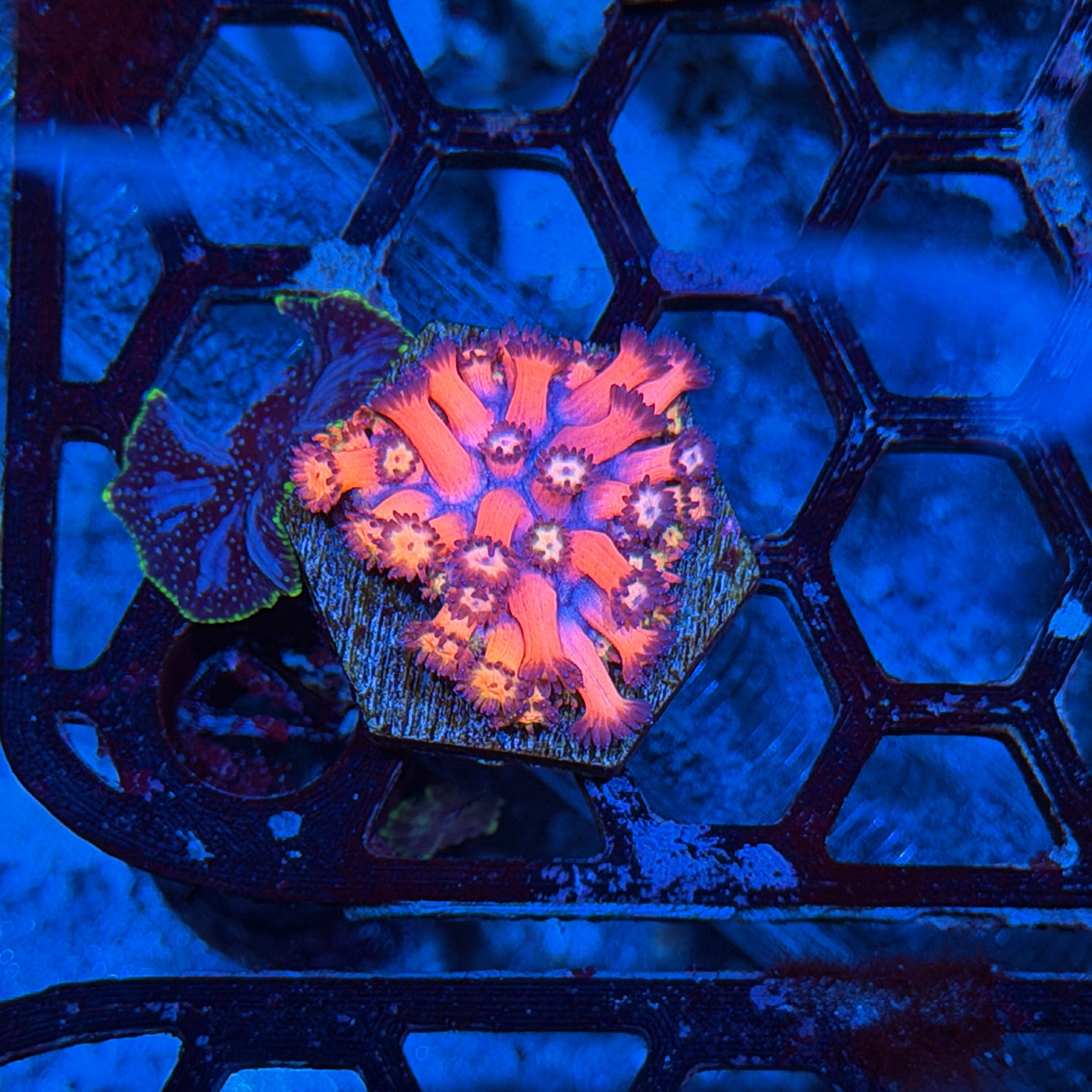 JEA Fireworks Goniopora Coral 6/3