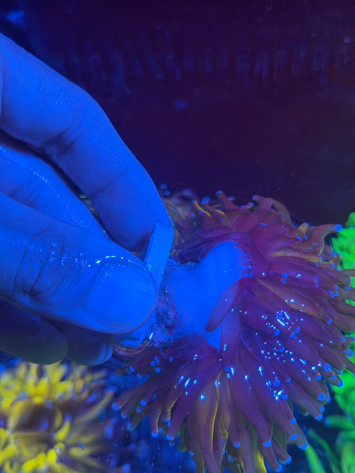 JEA Grafted Orange Tiger Torch Coral 1 XXL Head Splitting *Collectors Piece* 9/28