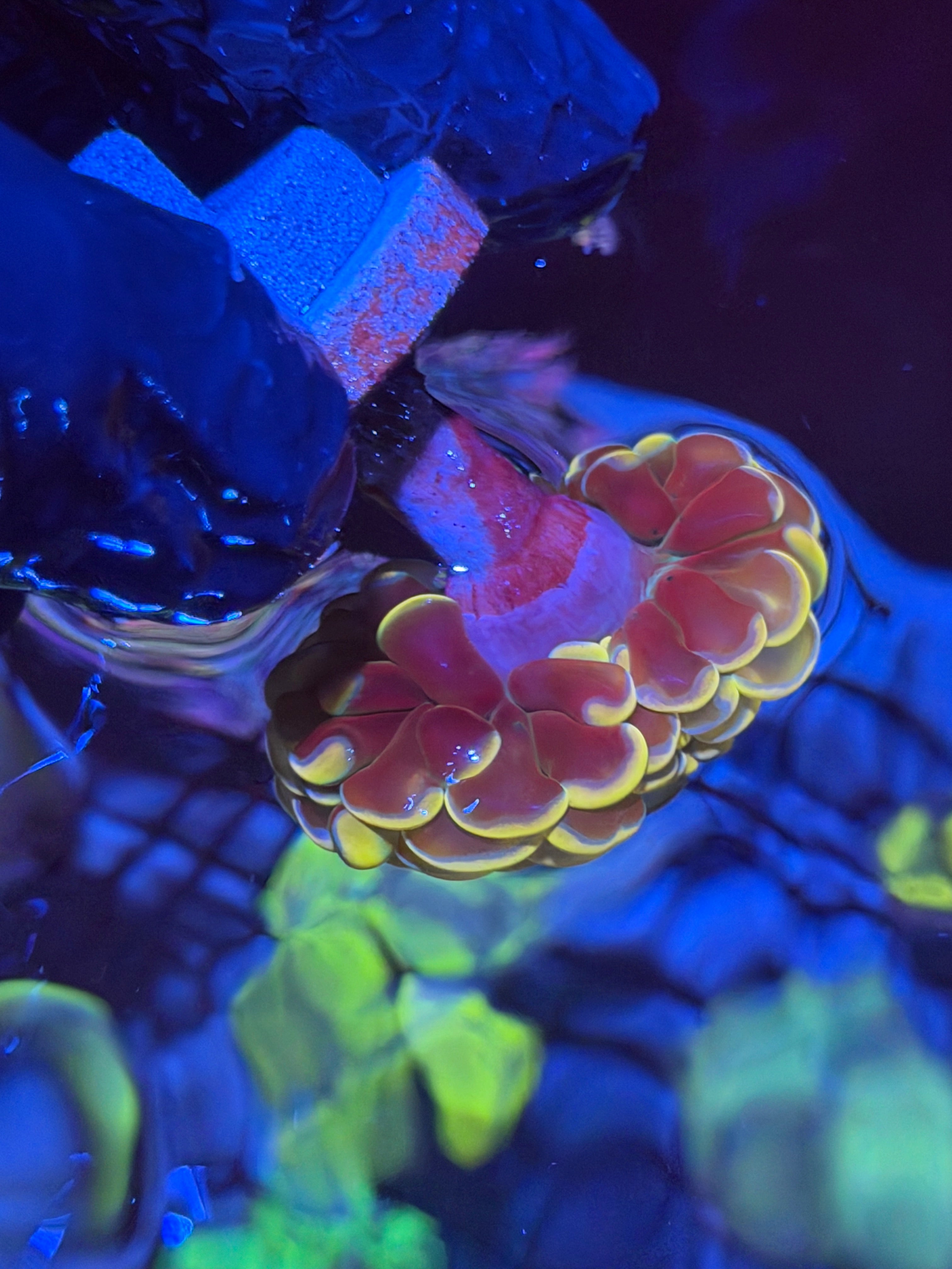 JEA Golden Boy Hammer Coral 1 Heads Splitting XL 11/28