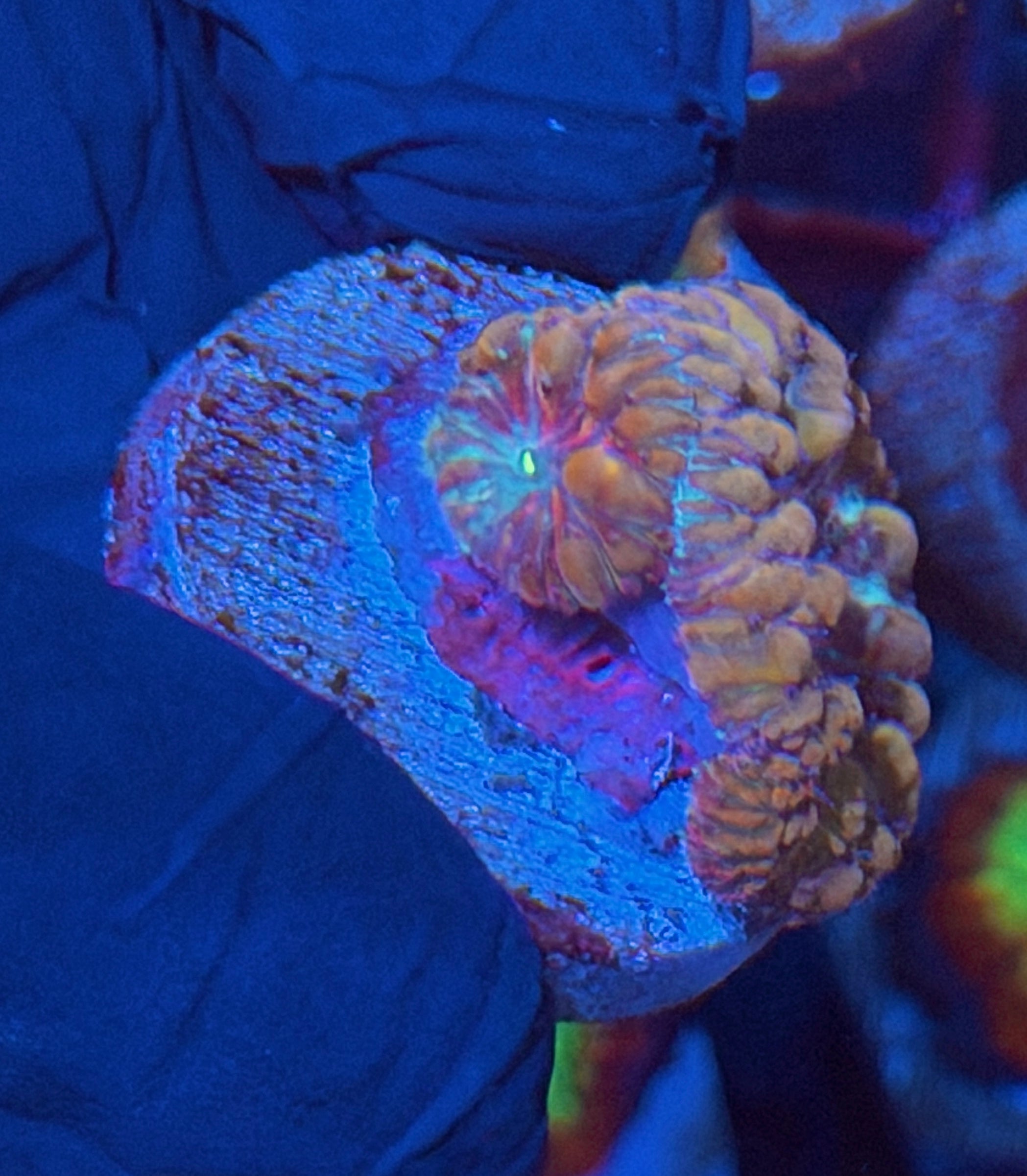 JEA Bubble Blaster Blastomussa Coral 2 Heads 11/28