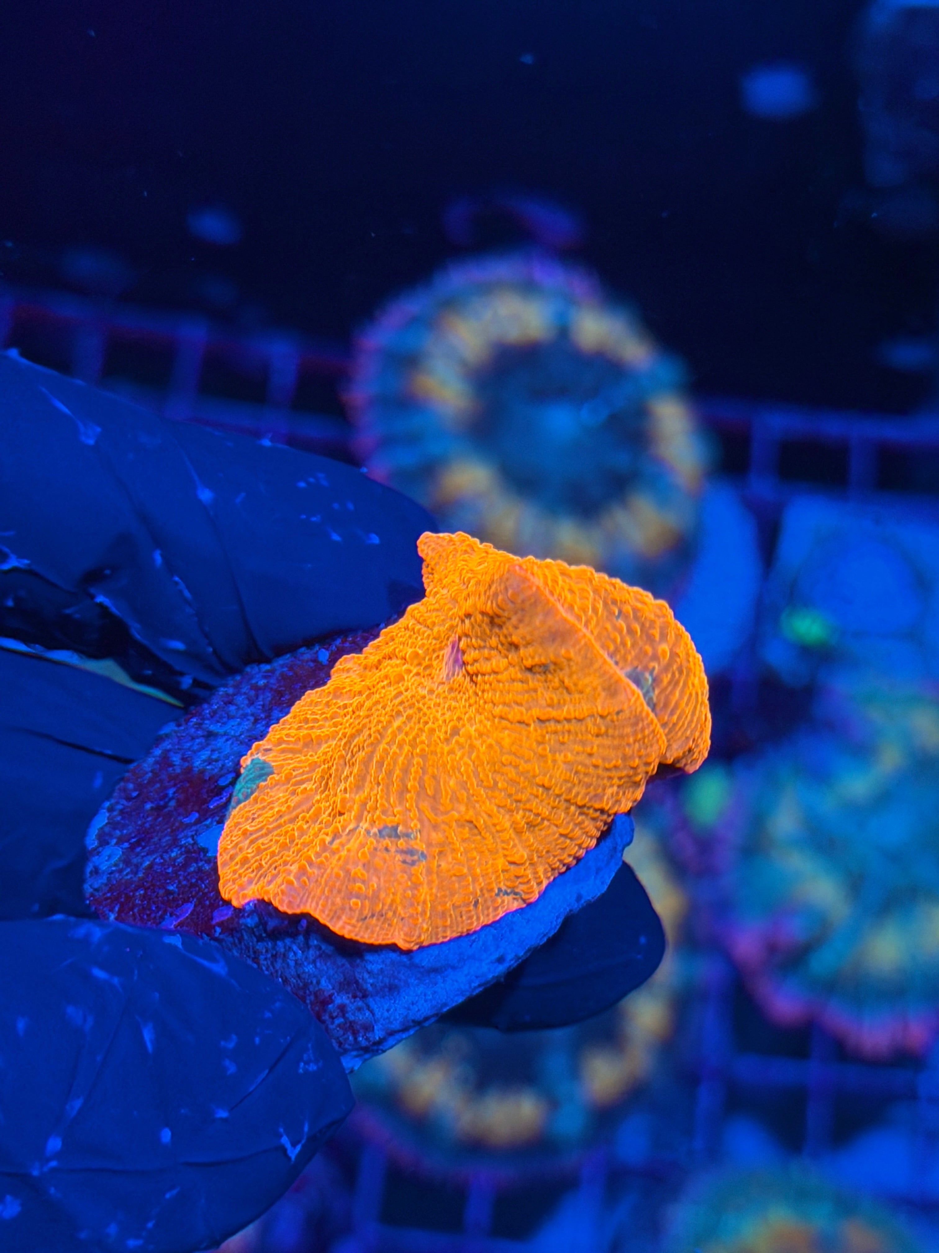 JEA Candy Crush Eclectus Mushroom Coral XL 6/4