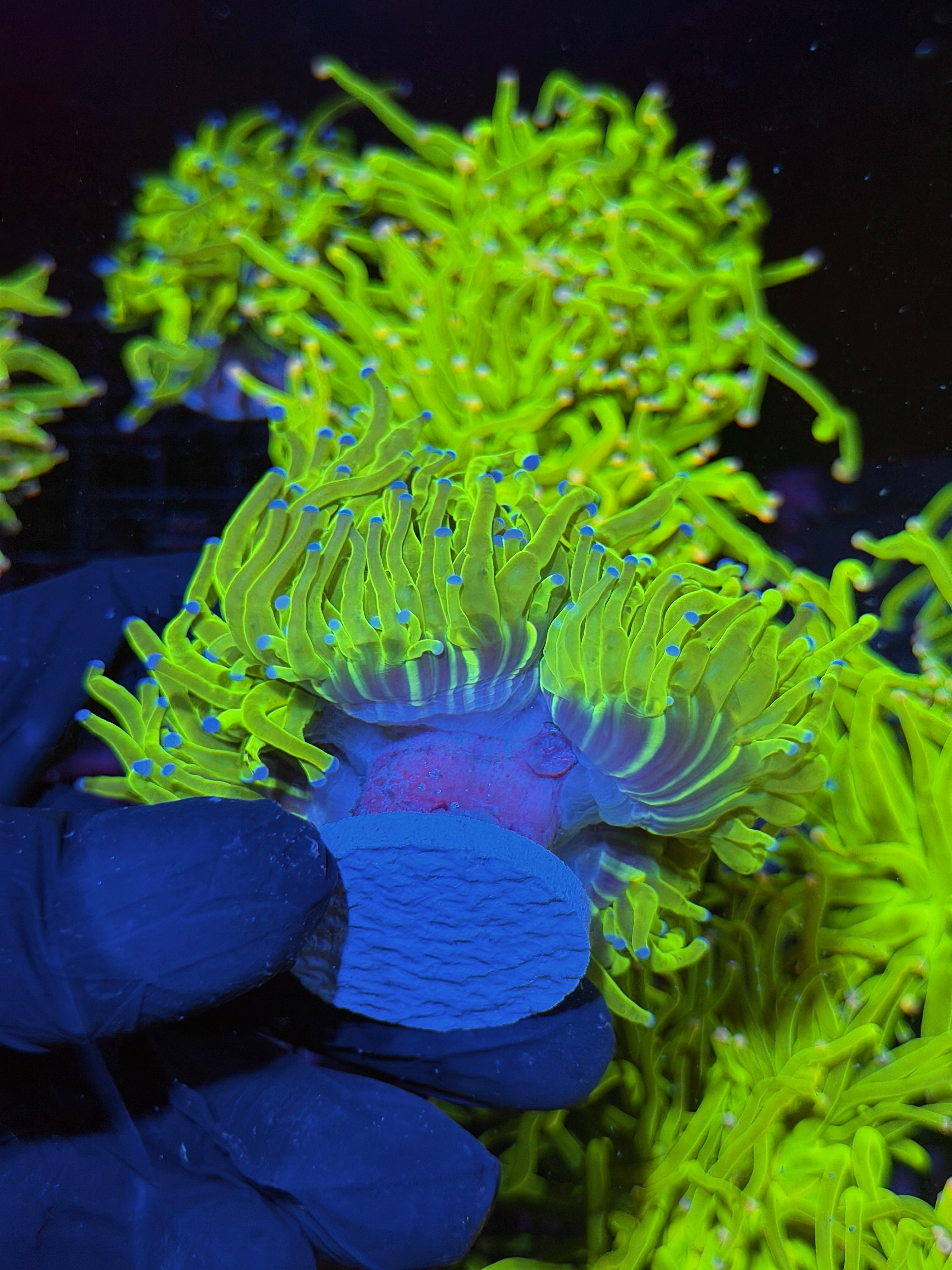JEA 24K Holy Grail Torch Coral 3 Heads XXL