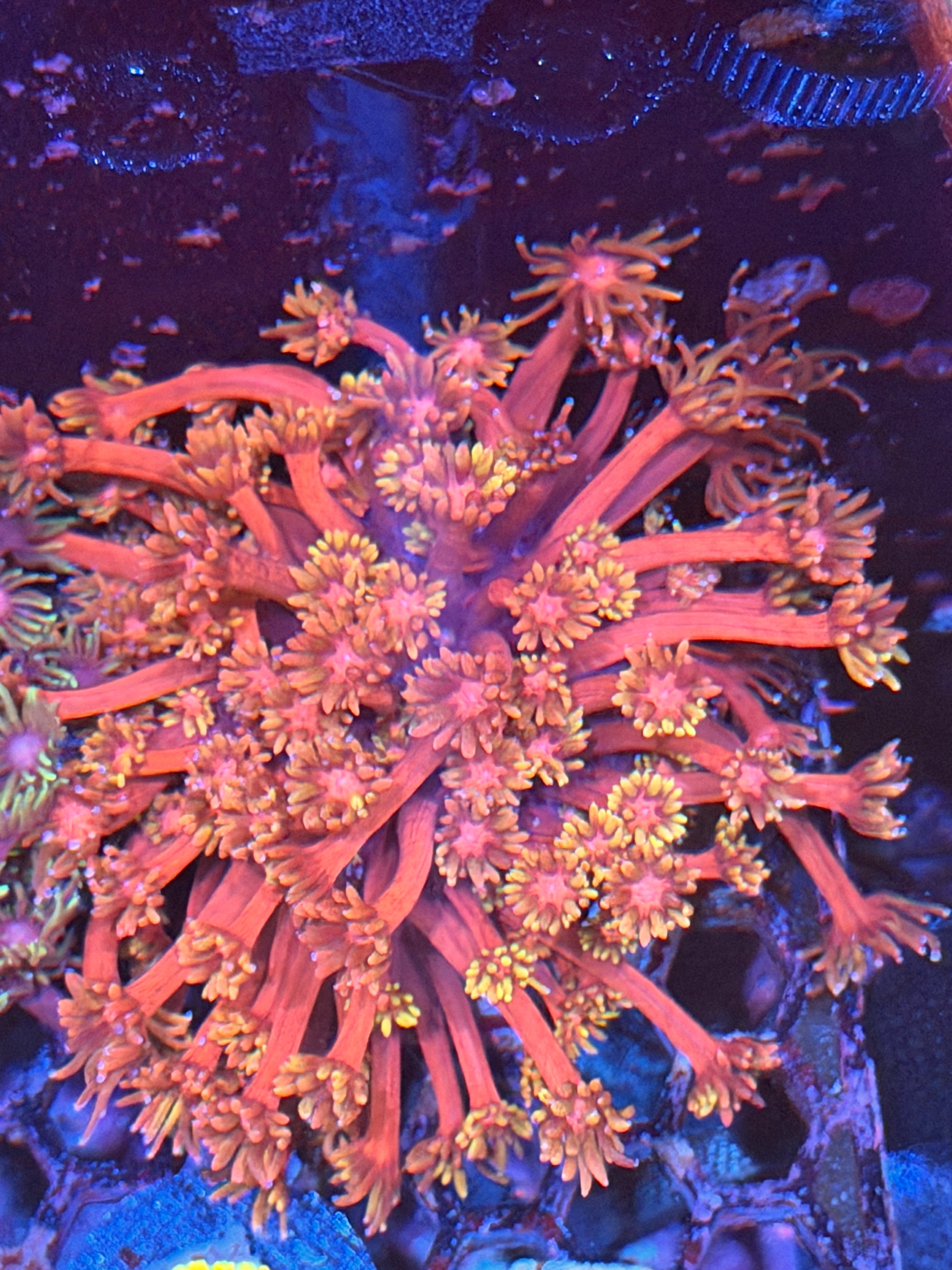 JEA Flamethrower Goniopora Coral Colony XL 3/17