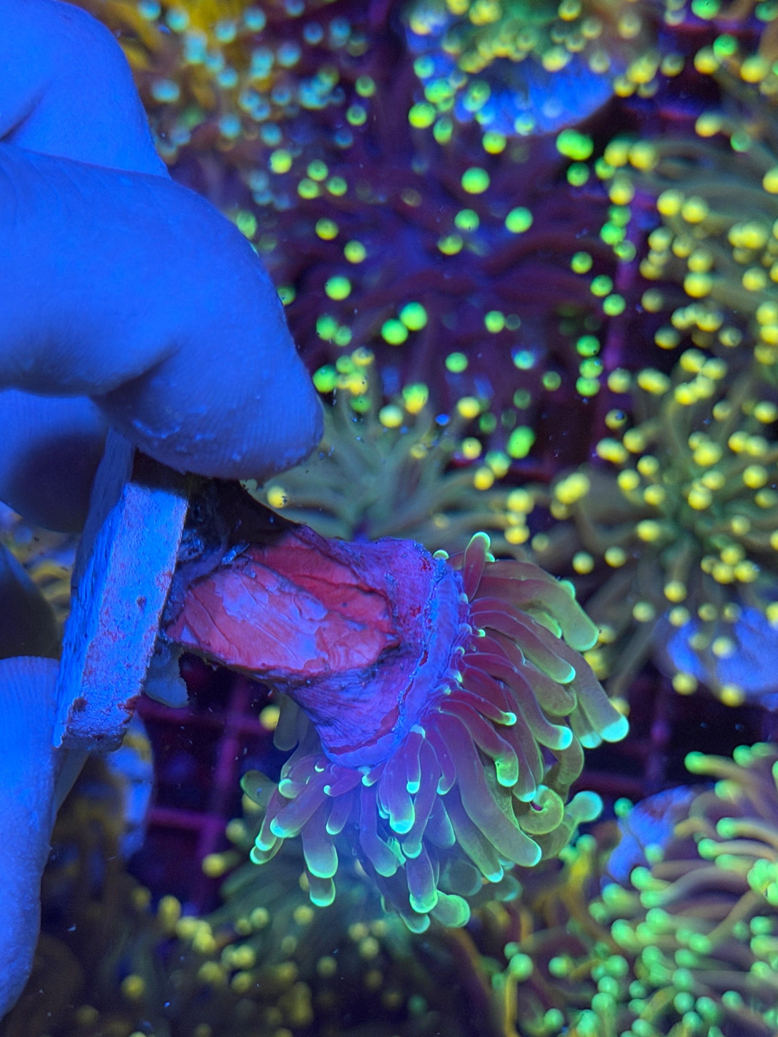 JEA Grim Reaper Torch Coral 1 Head 6/4