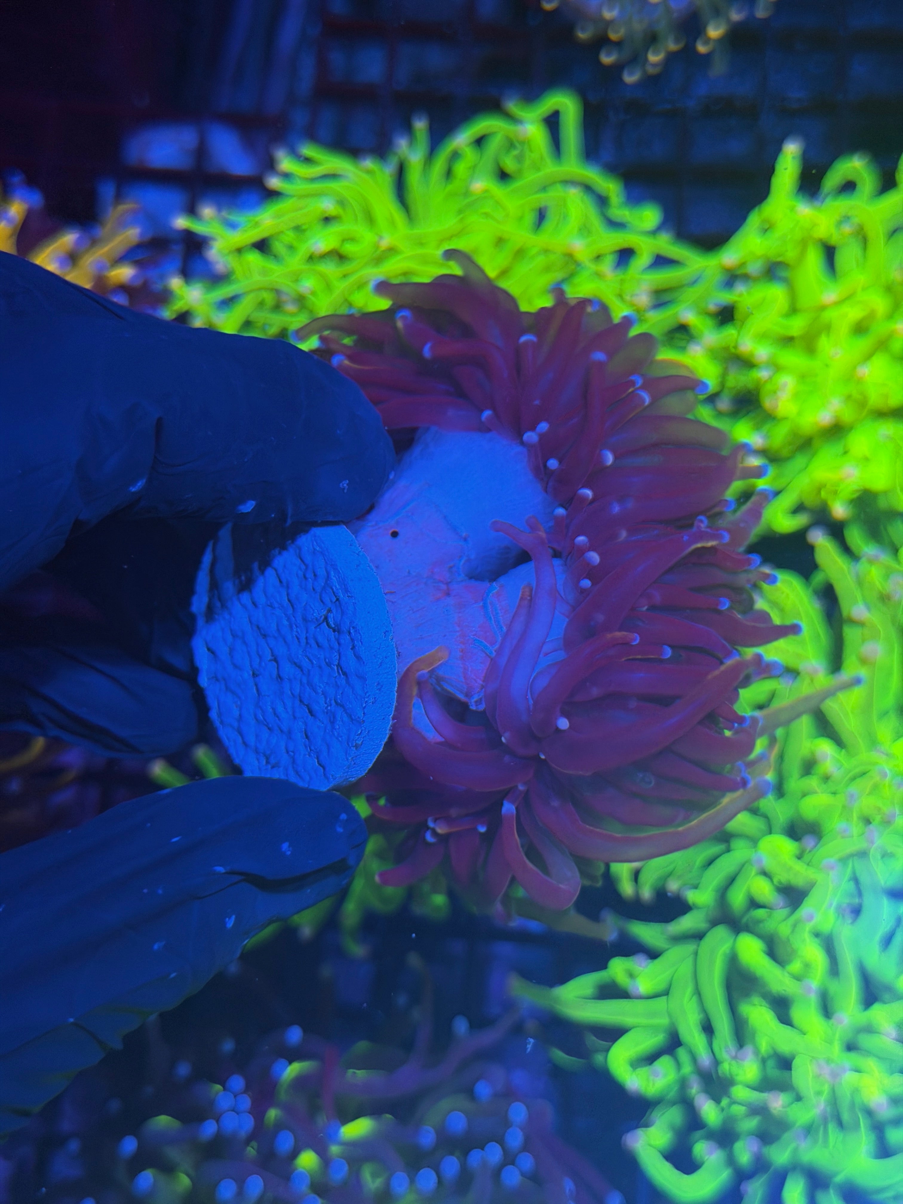 JEA Orange Peel Torch Coral Mini Colony 4 Heads Splitting XXXL