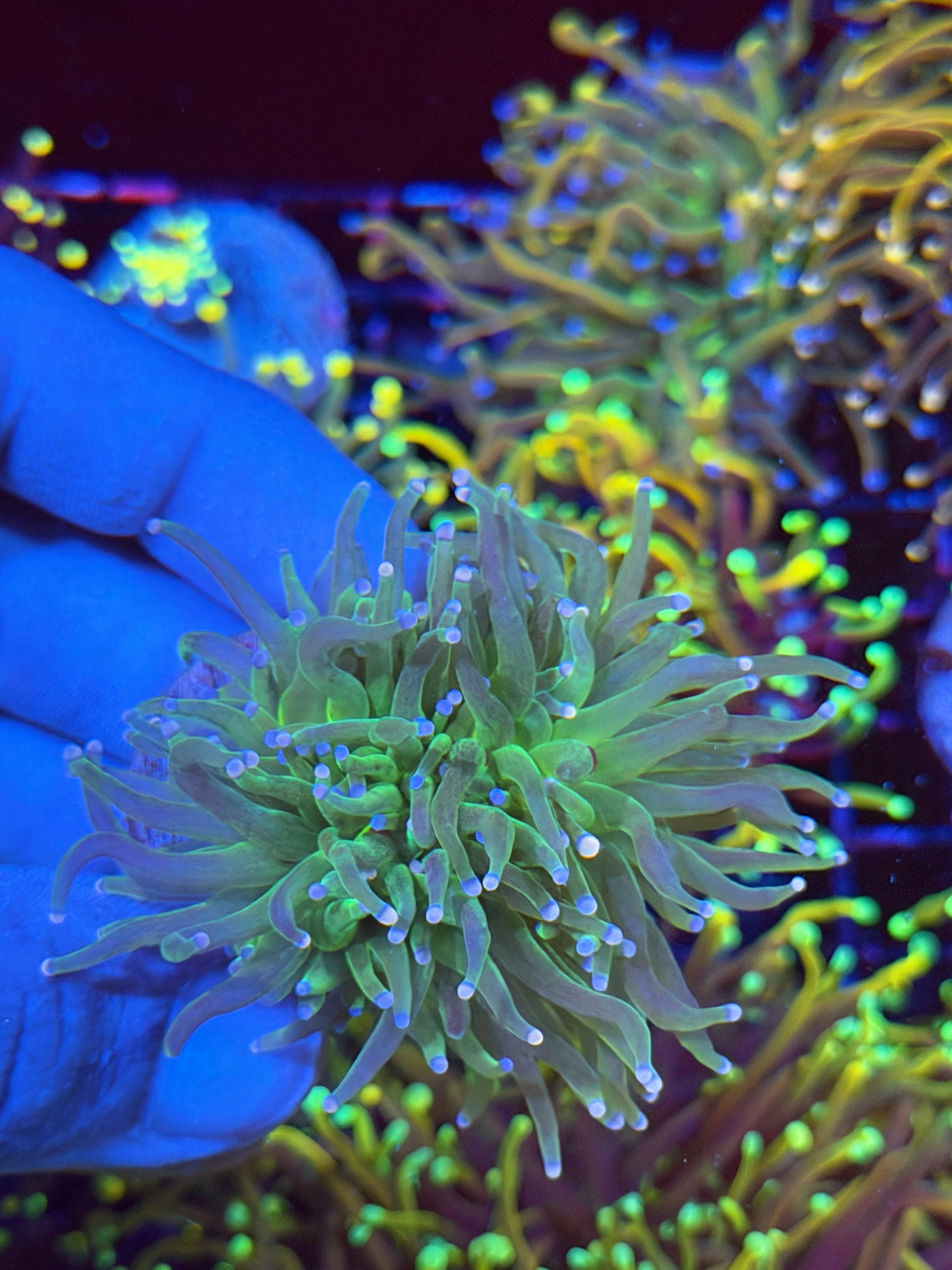 JEA Cotton Candy Torch Coral 3 Heads Splitting XL