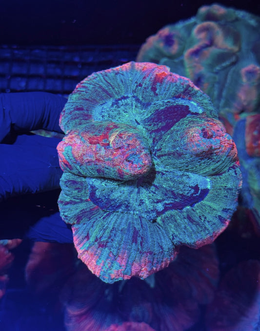 Insane Rainbow Wellsophyllia Meat Coral