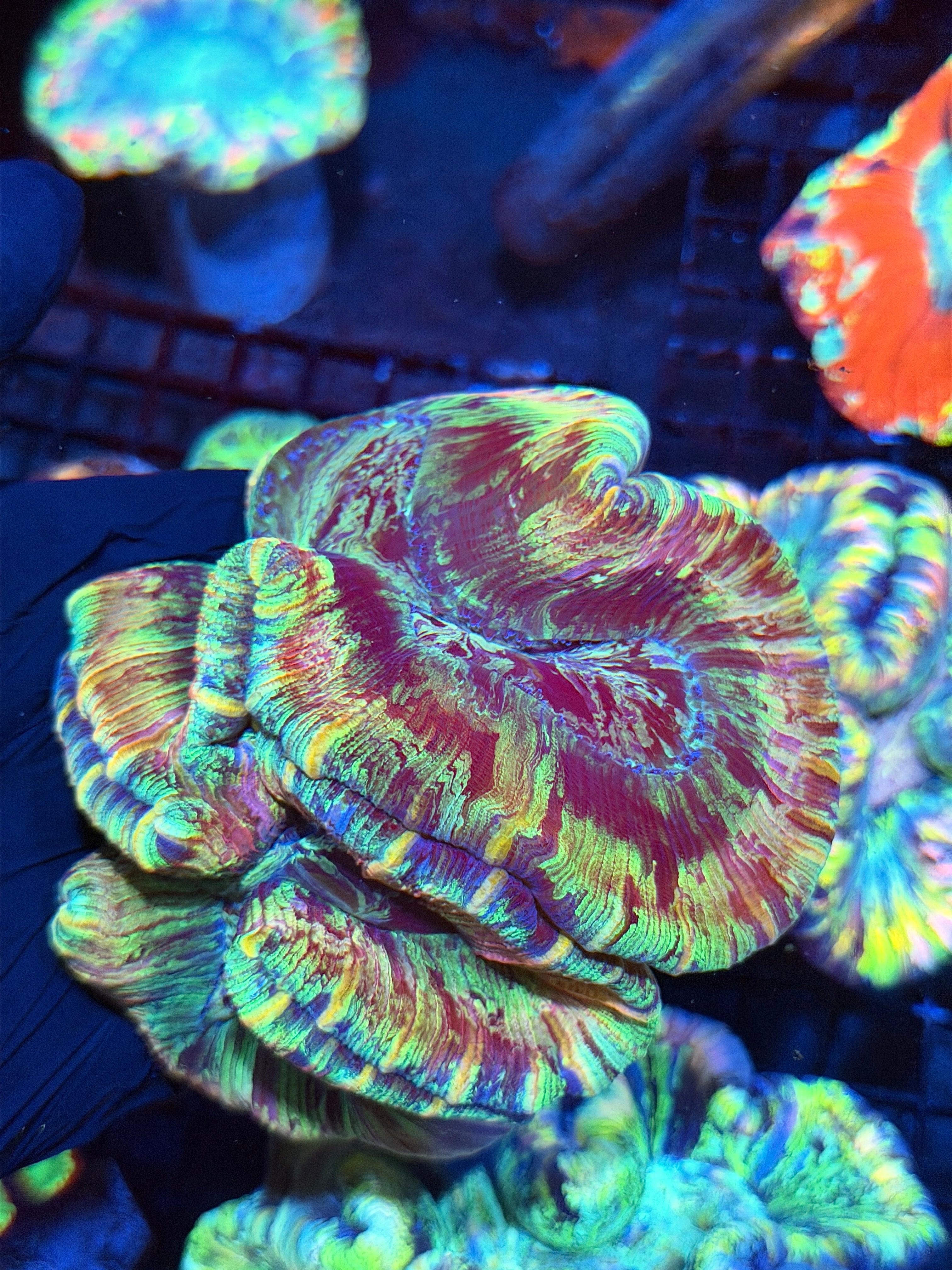 Rainbow Trachyphyllia Meat Coral XL