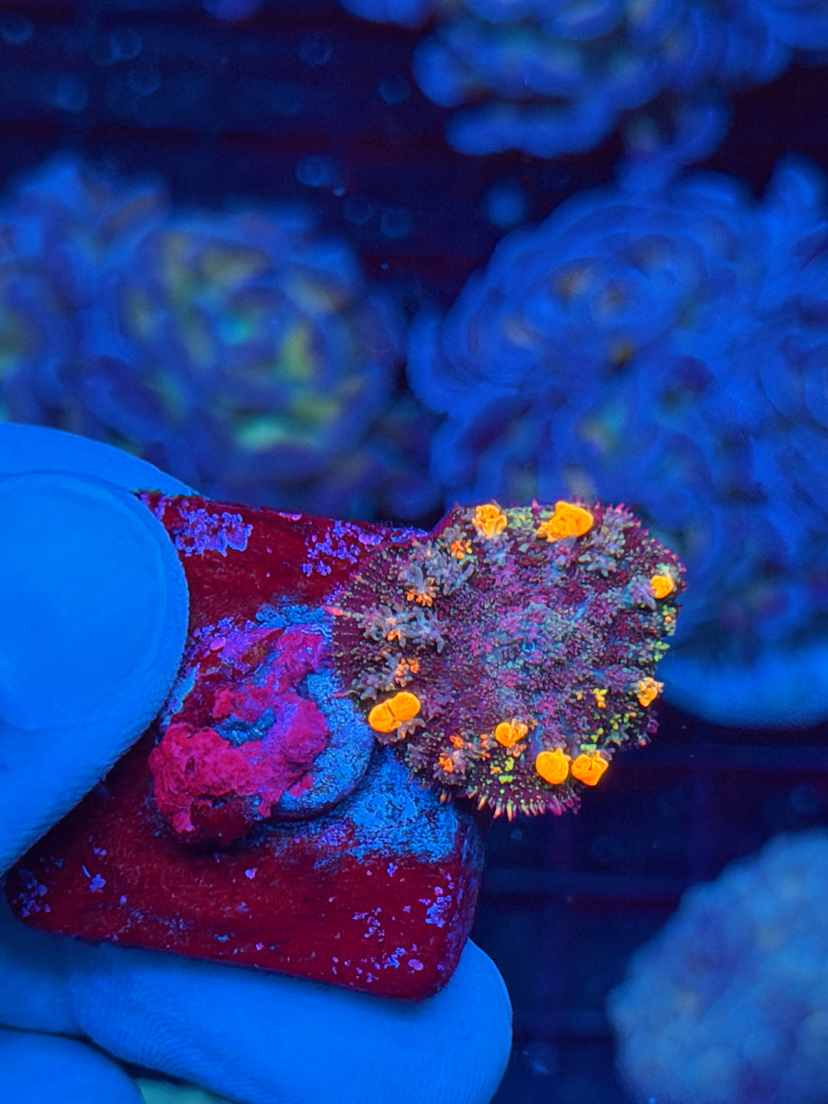 JEA POP Rocks Bounce Mushroom Coral 9/22