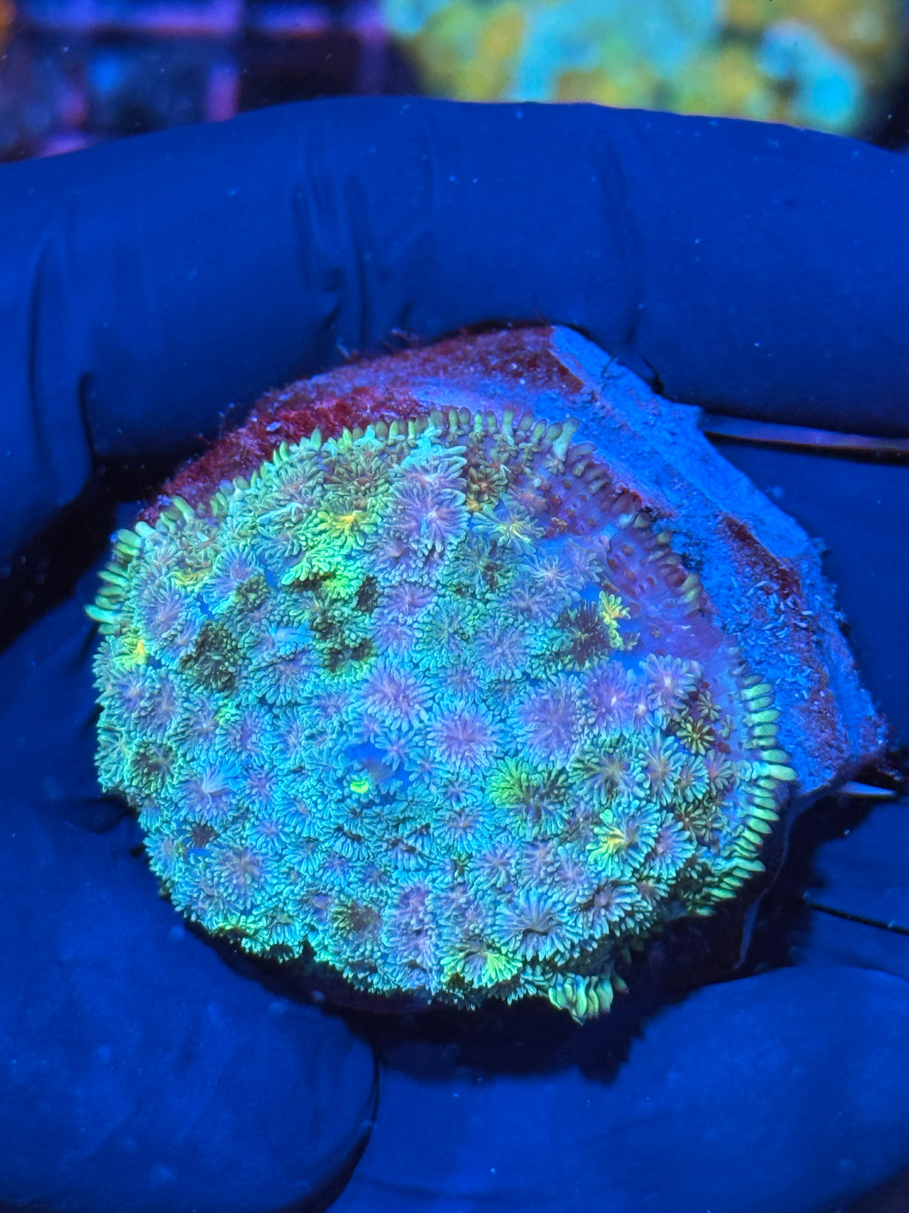 JEA Starfire Pin Cushion Mushroom Coral XL