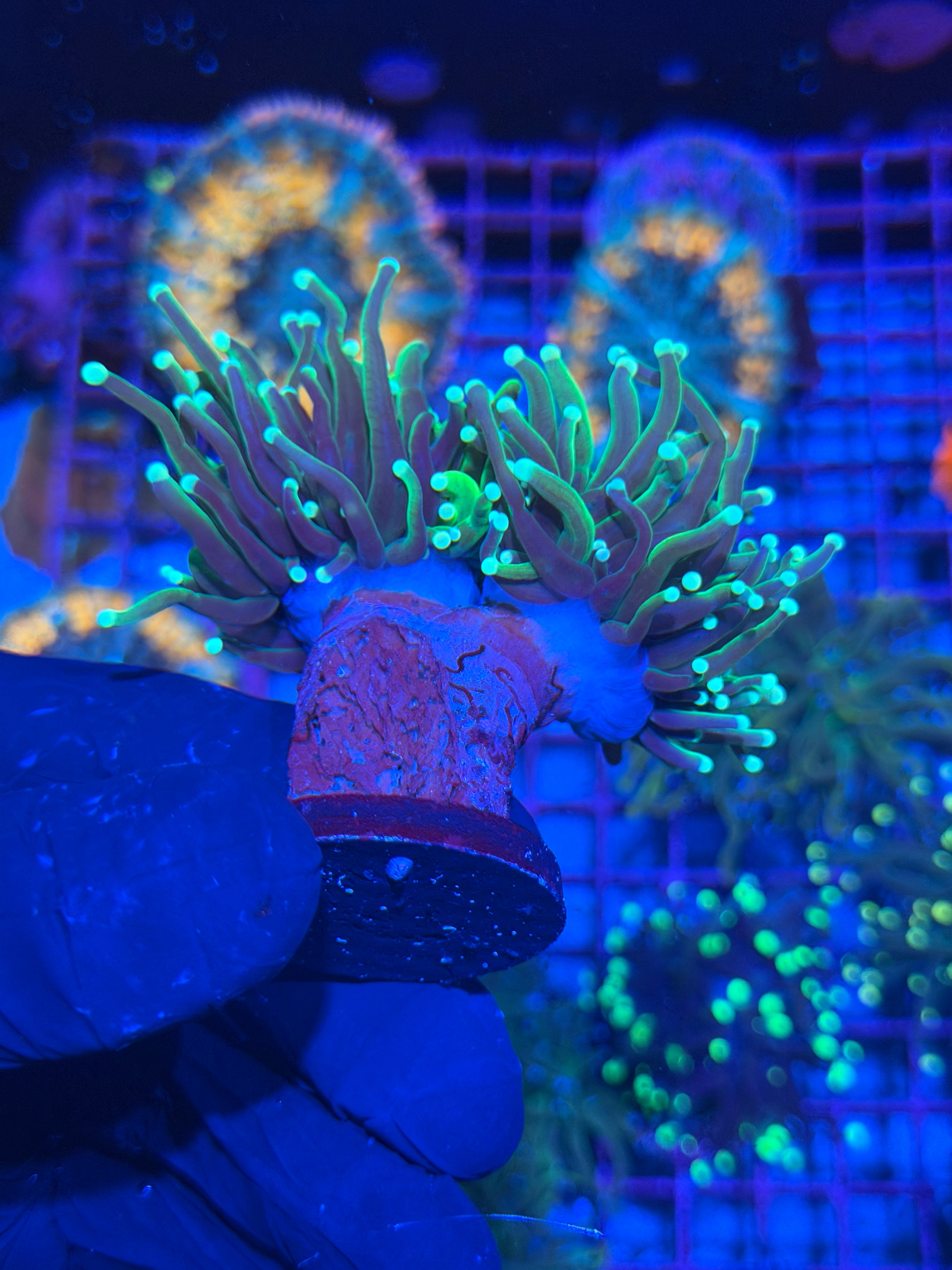 JEA Grafted Avalanche Holy Grail Torch Coral 2 Heads XXL 7/22