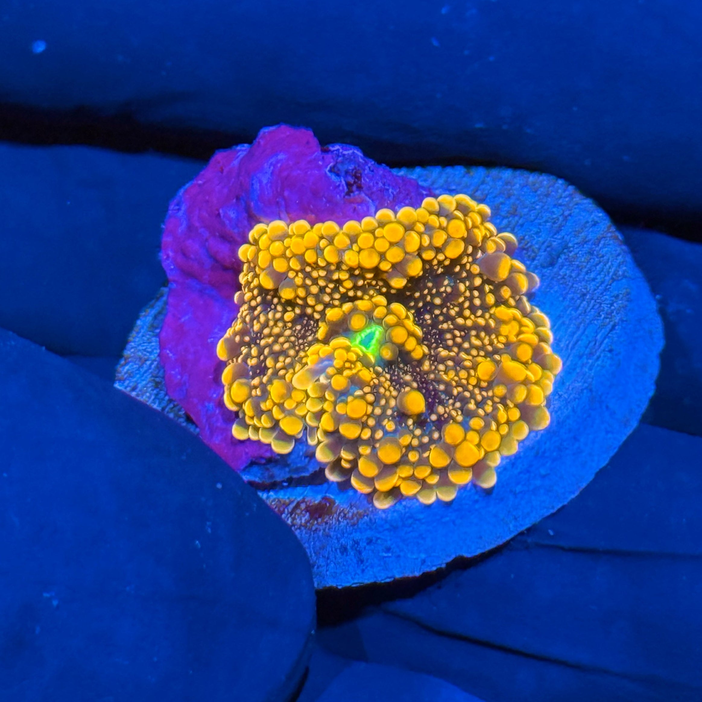 JEA King Kong Mushroom Coral