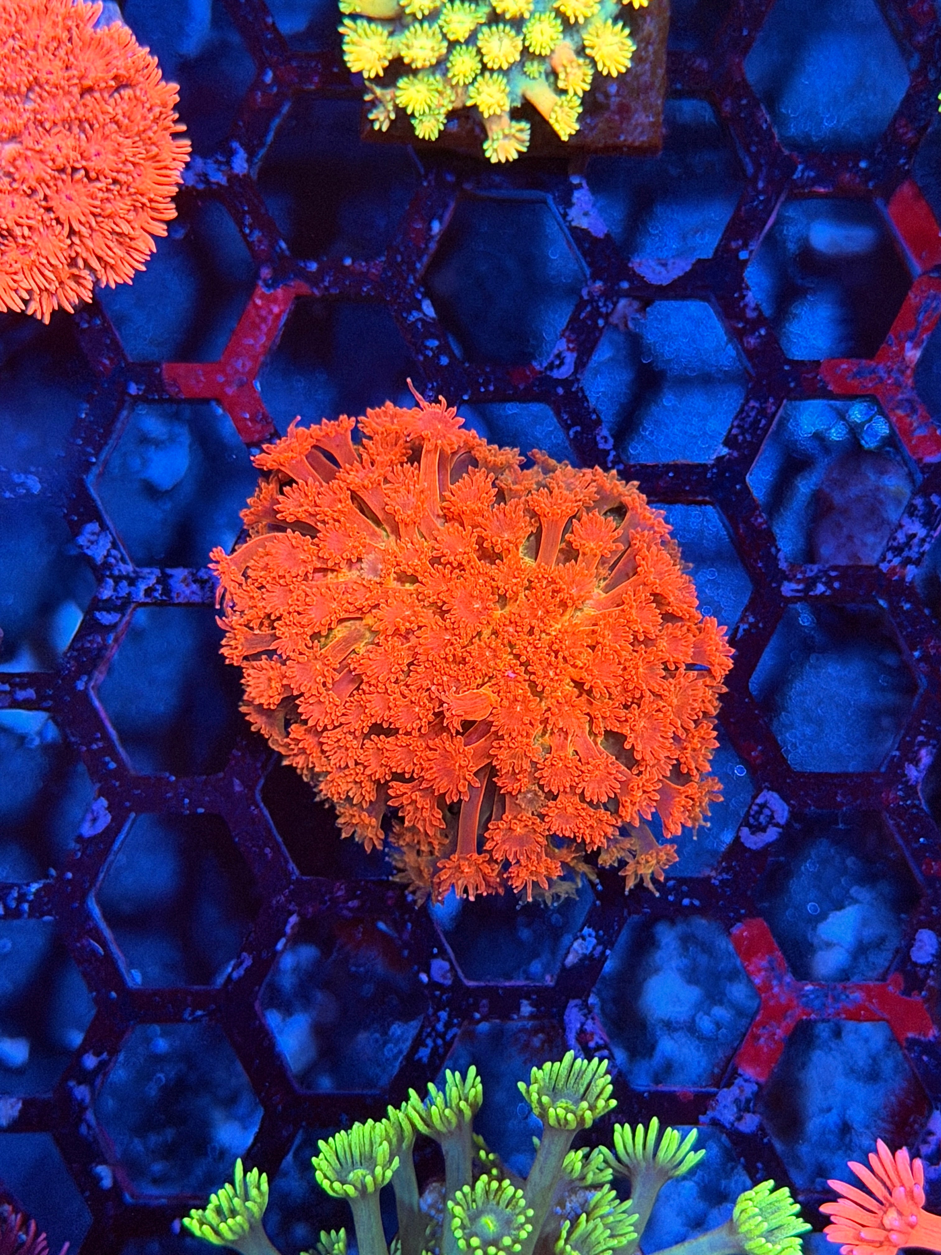 JEA Heatwave Goniopora Coral